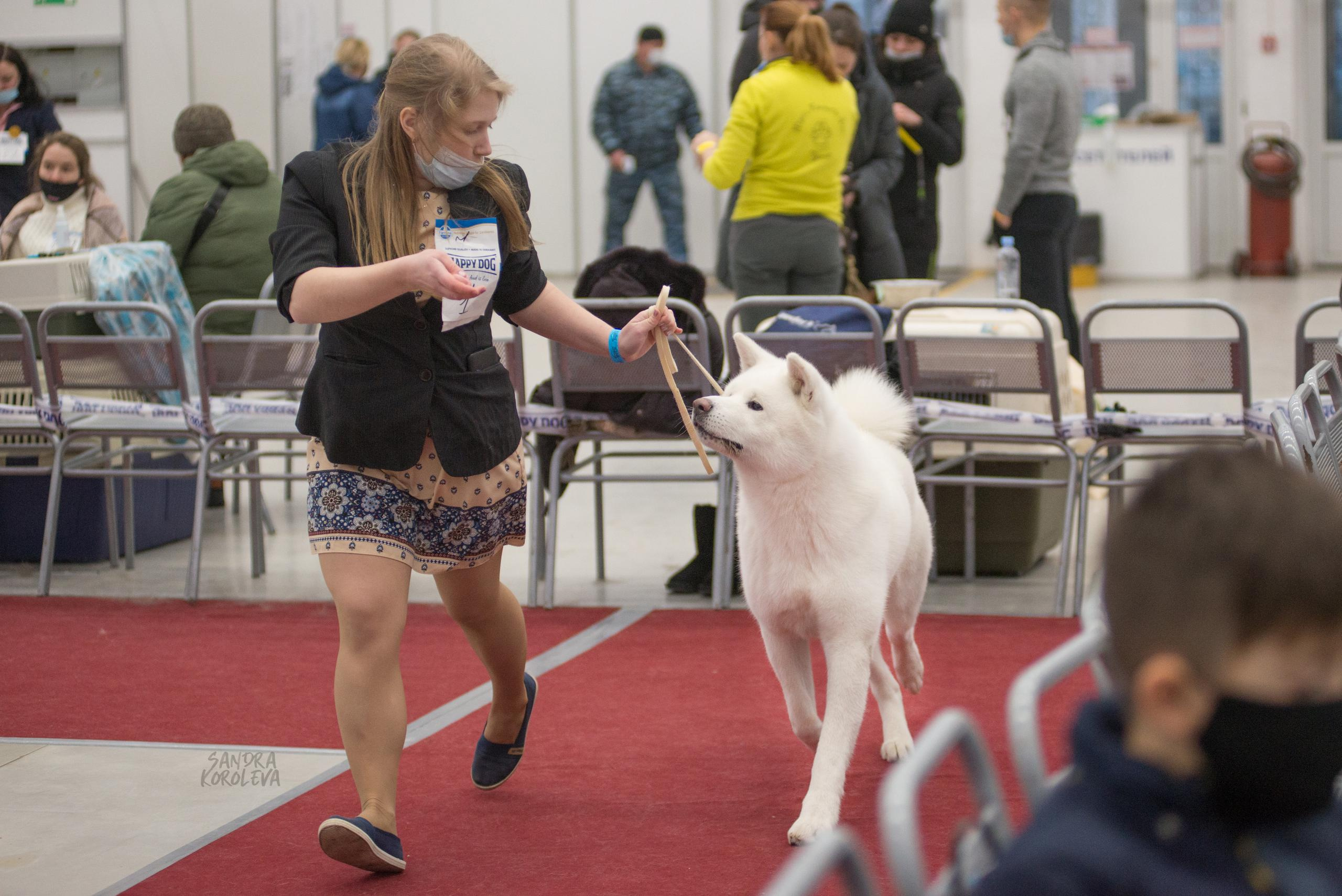 Выставка собак в Тюмени 5 декабря 2020. Дог-фотограф в Тюмени Александра Королева