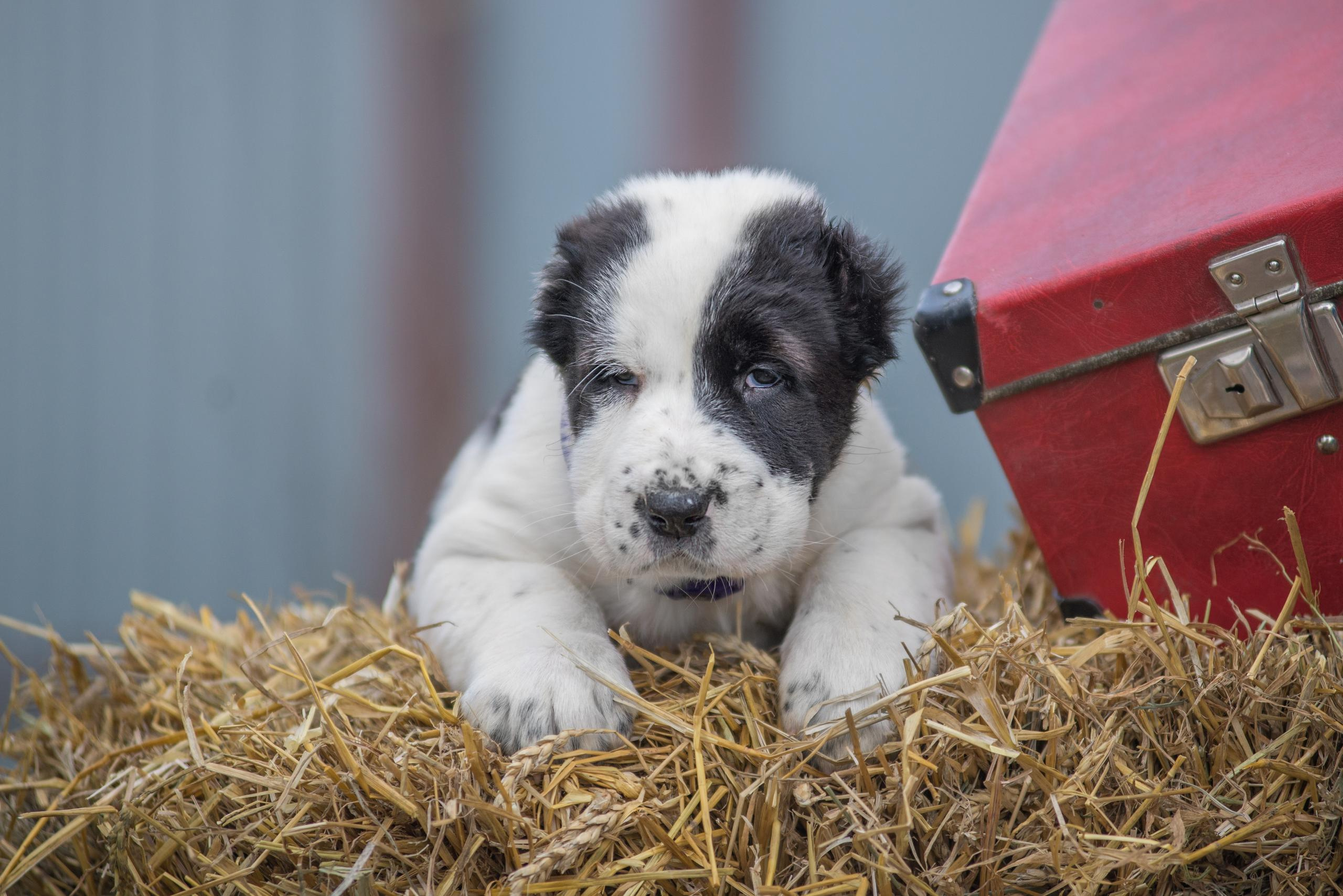 Щенки САО, Осень 2020. Дог-фотограф в Тюмени Александра Королева