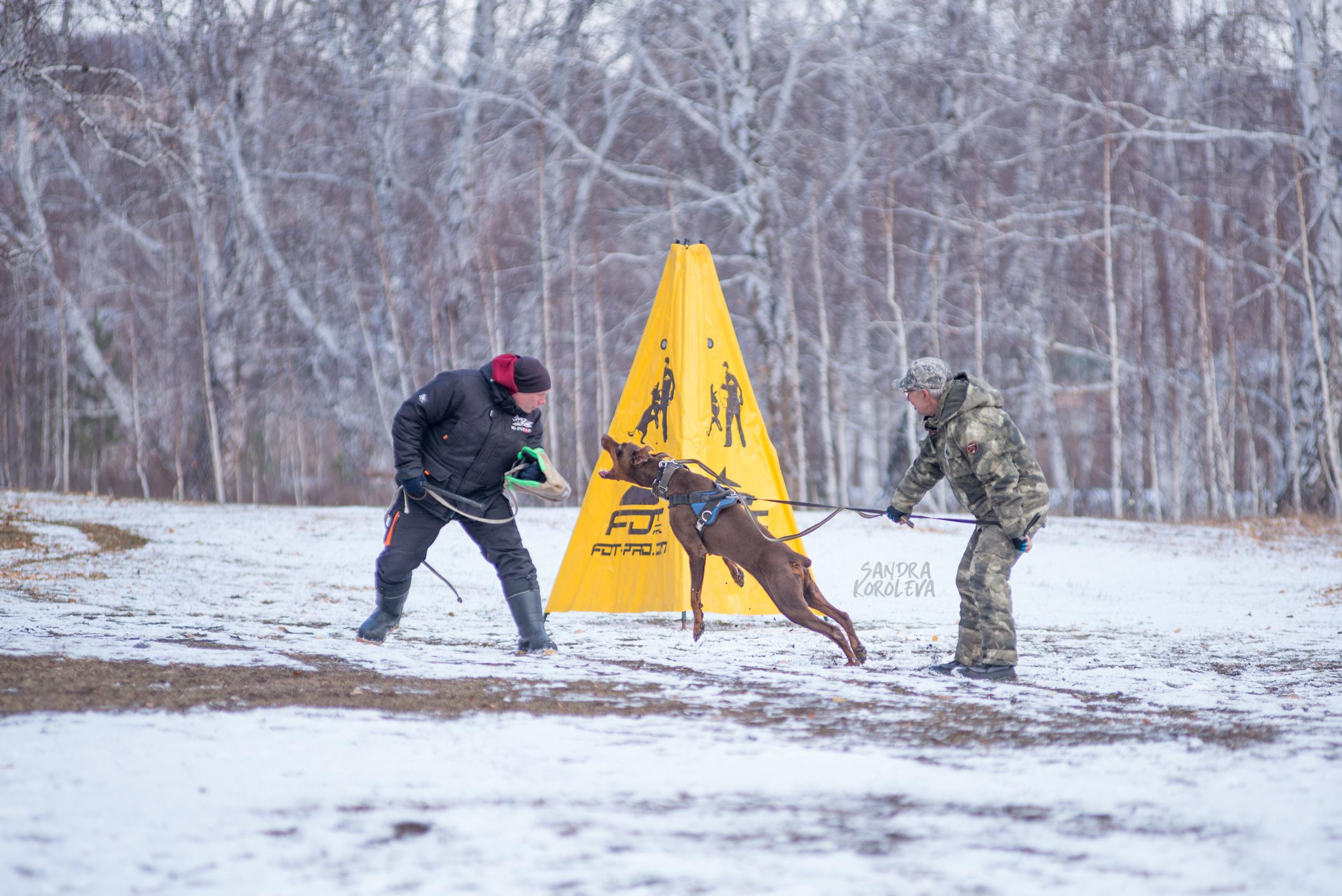 Кусающиеся собаки. Магнитогорск. Осень 2020. Дог-фотограф в Тюмени Александра Королева