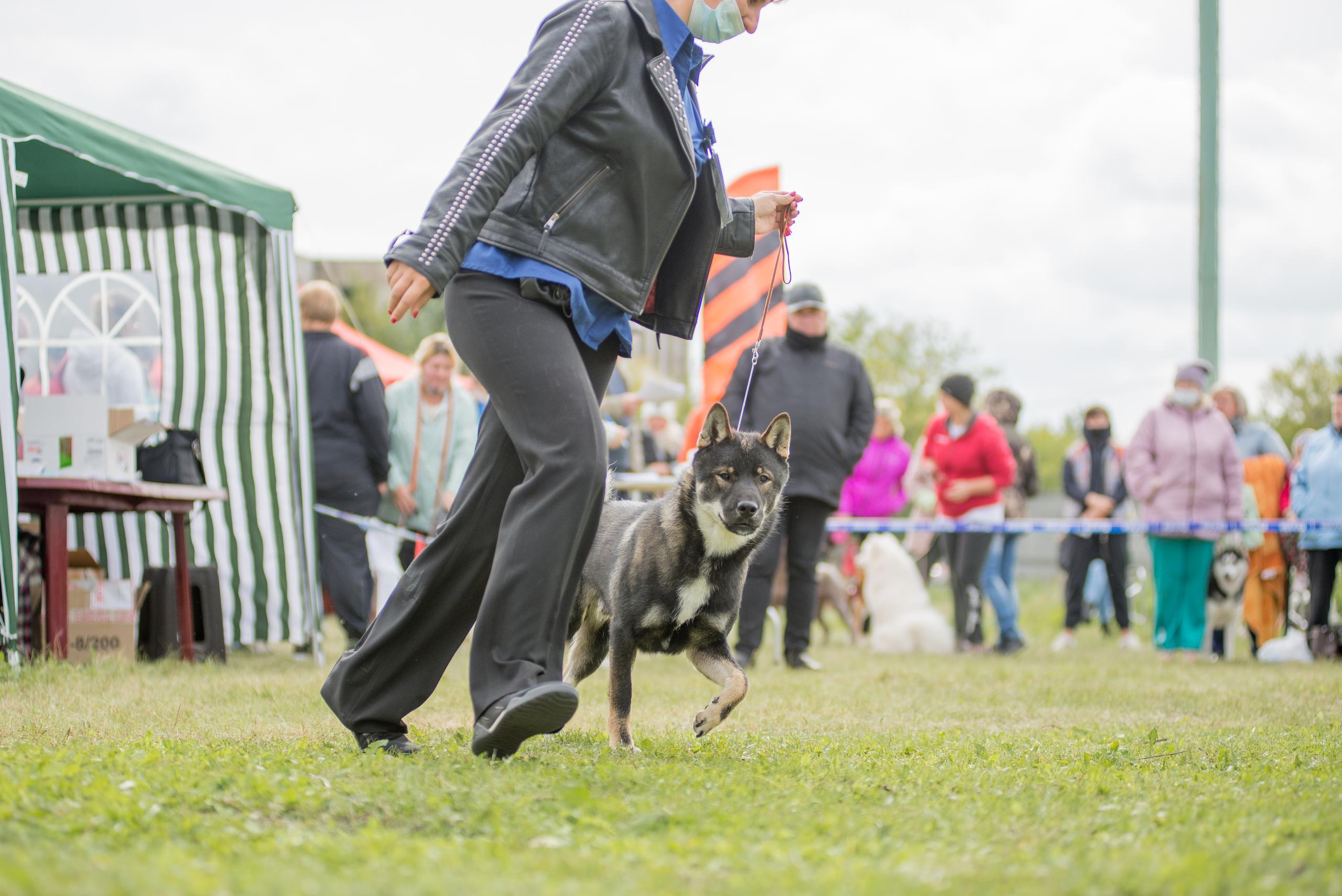 Выставка собак. Тюмень 06.09.2020. Дог-фотограф в Тюмени Александра Королева