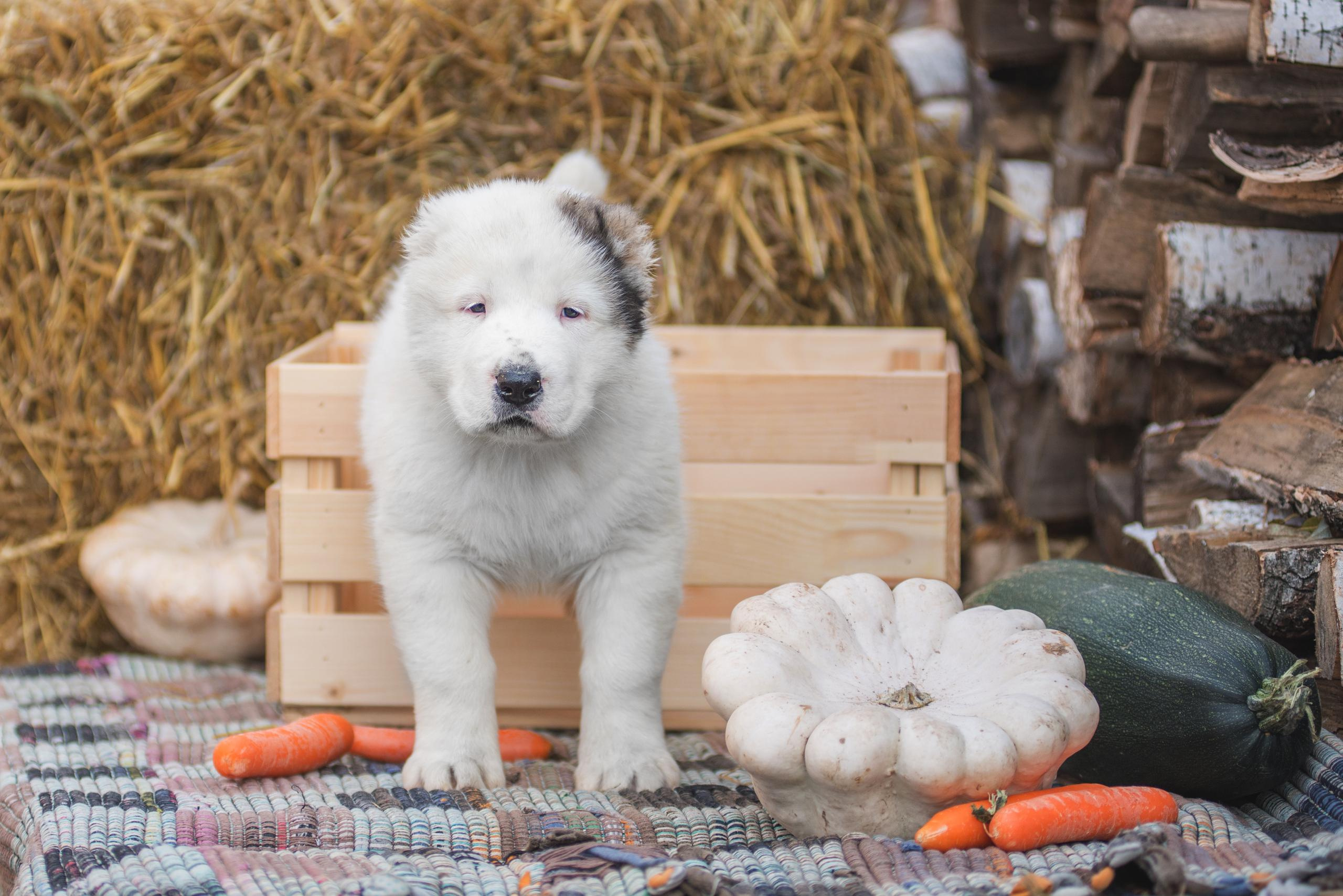 Щенки САО, Осень 2020. Дог-фотограф в Тюмени Александра Королева