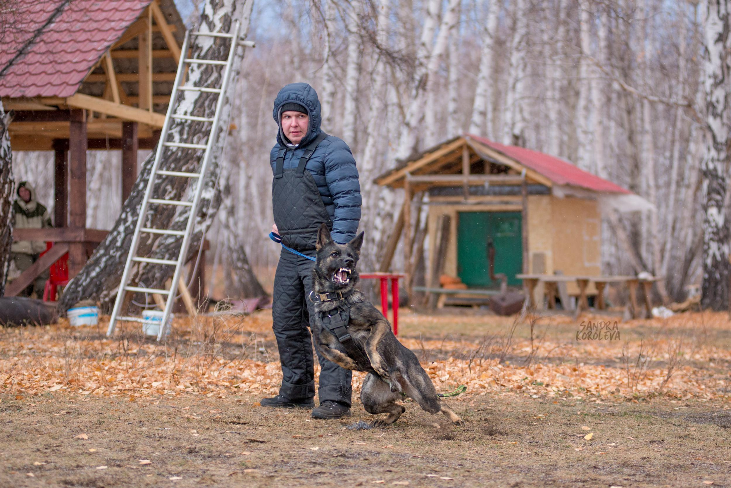 Кусающиеся собаки. Магнитогорск. Осень 2020. Дог-фотограф в Тюмени Александра Королева