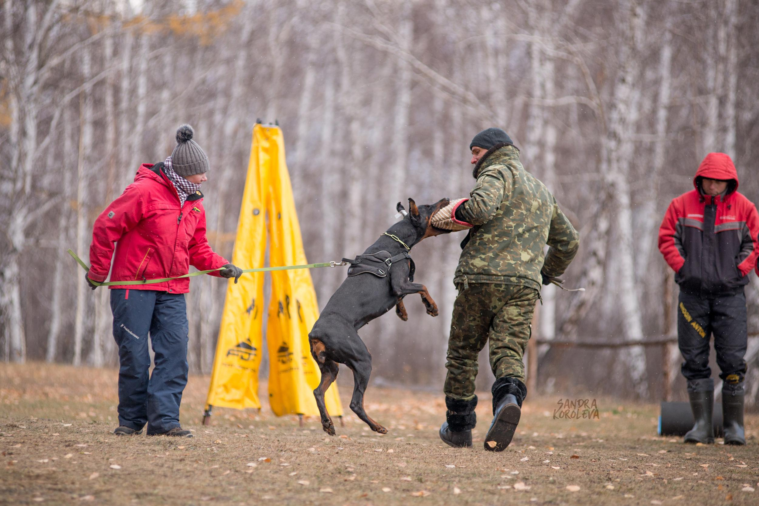 Кусающиеся собаки. Магнитогорск. Осень 2020. Дог-фотограф в Тюмени Александра Королева