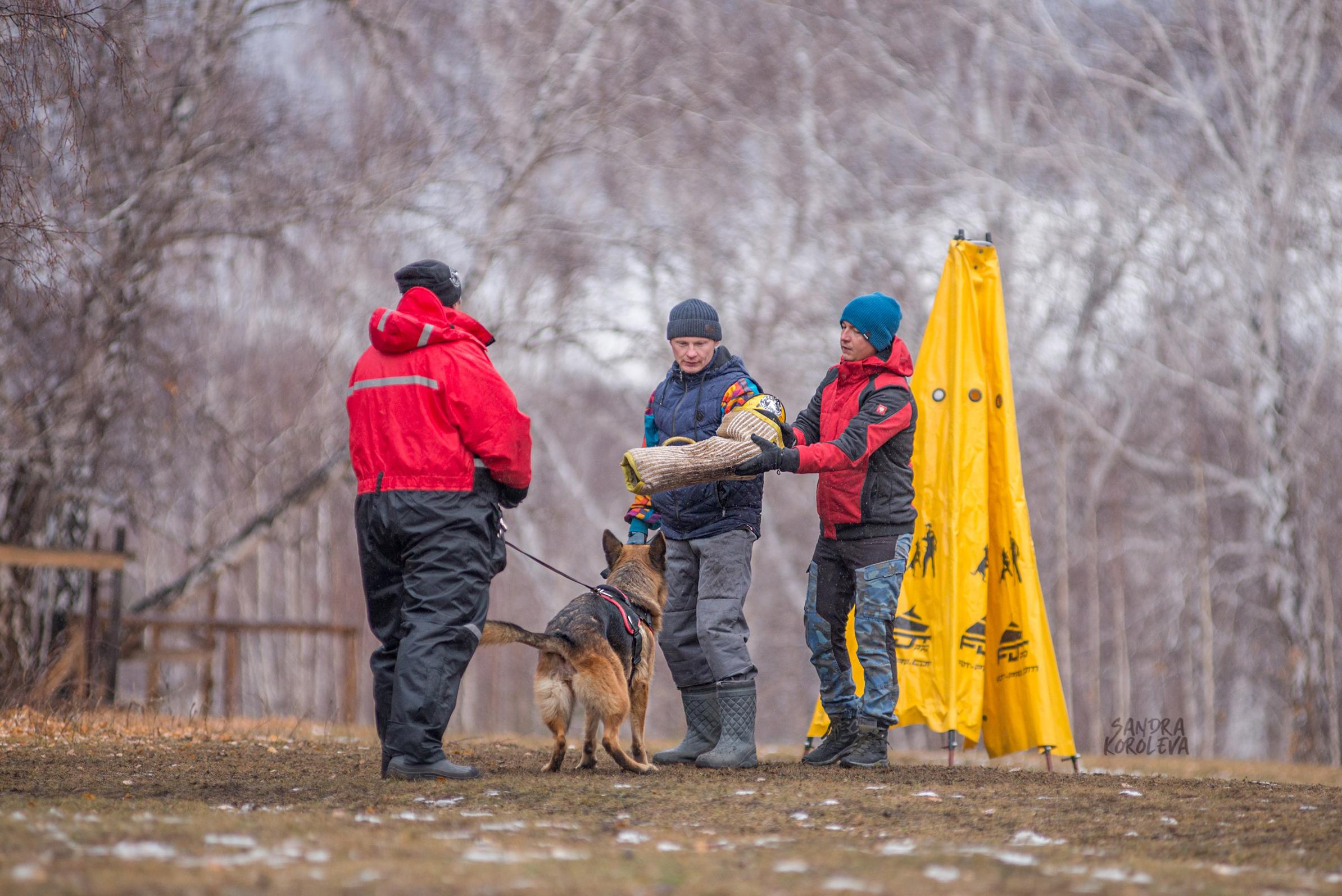 Кусающиеся собаки. Магнитогорск. Осень 2020. Дог-фотограф в Тюмени Александра Королева