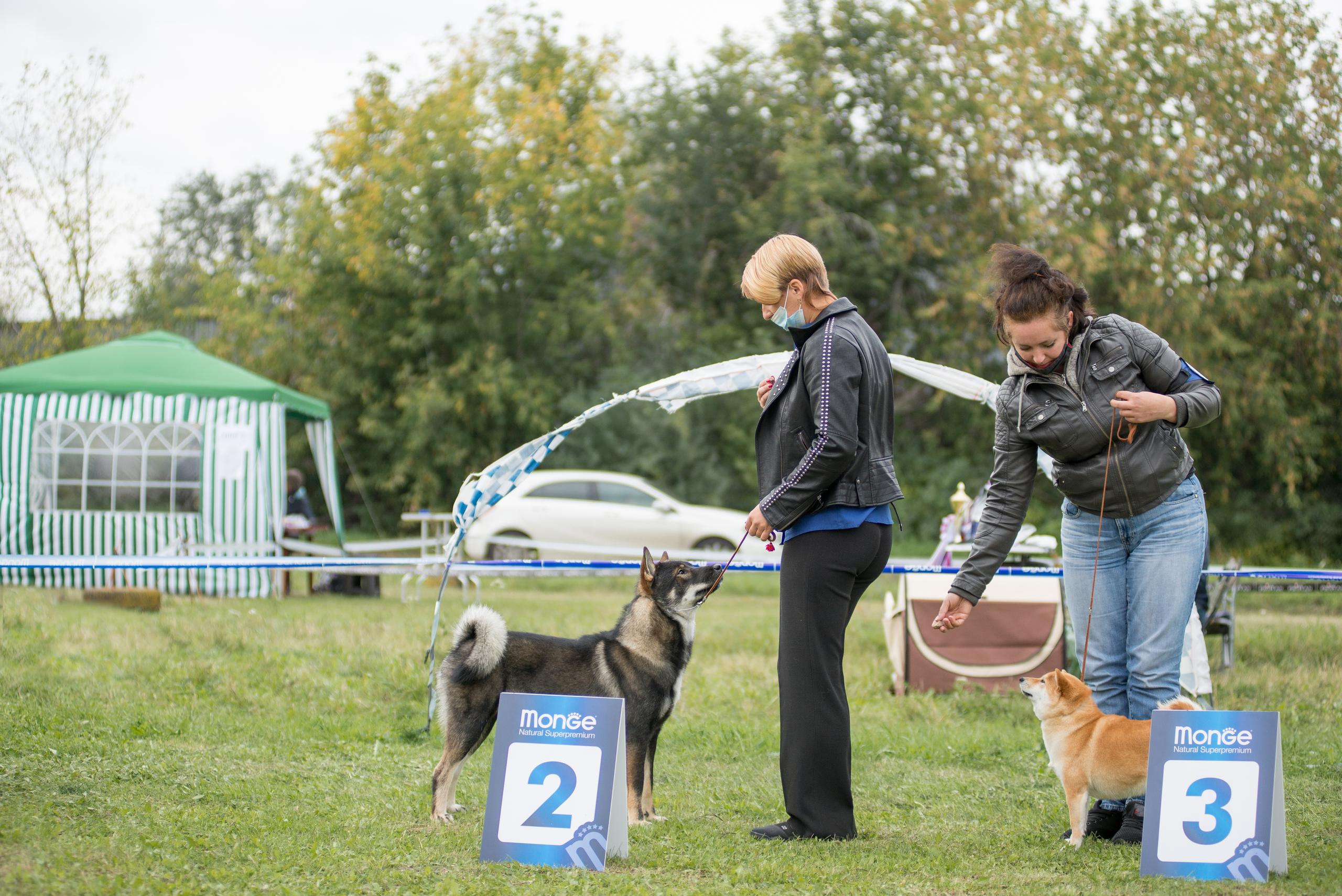 Выставка собак. Тюмень 06.09.2020. Дог-фотограф в Тюмени Александра Королева