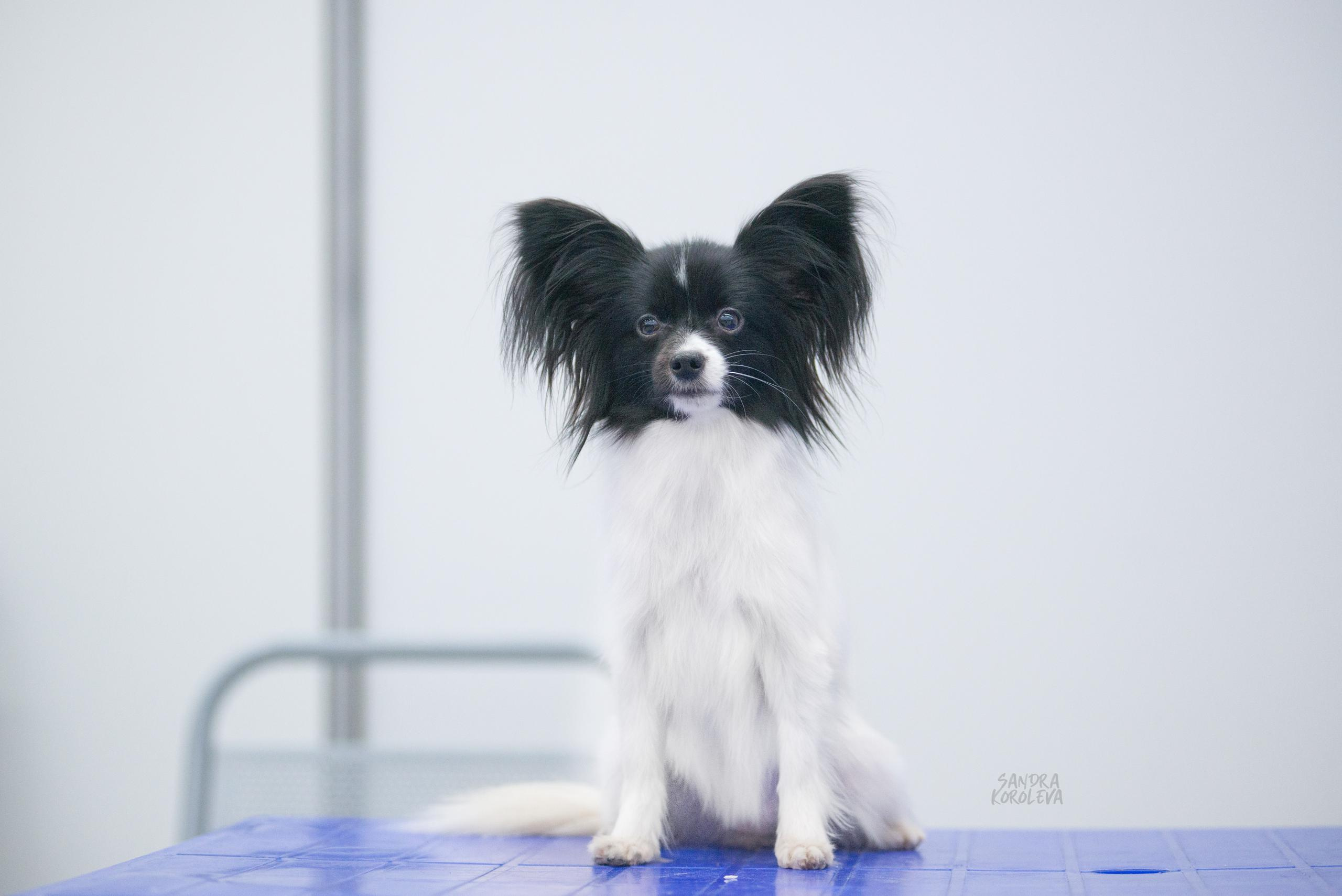 Выставка собак в Тюмени 5 декабря 2020. Дог-фотограф в Тюмени Александра Королева