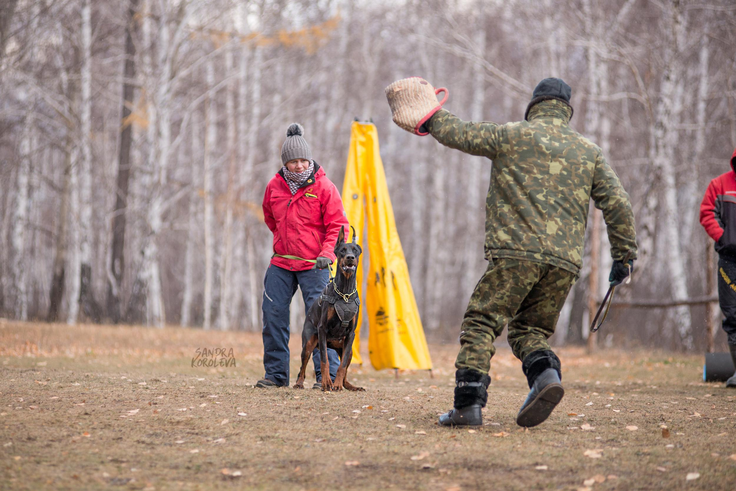 Кусающиеся собаки. Магнитогорск. Осень 2020. Дог-фотограф в Тюмени Александра Королева