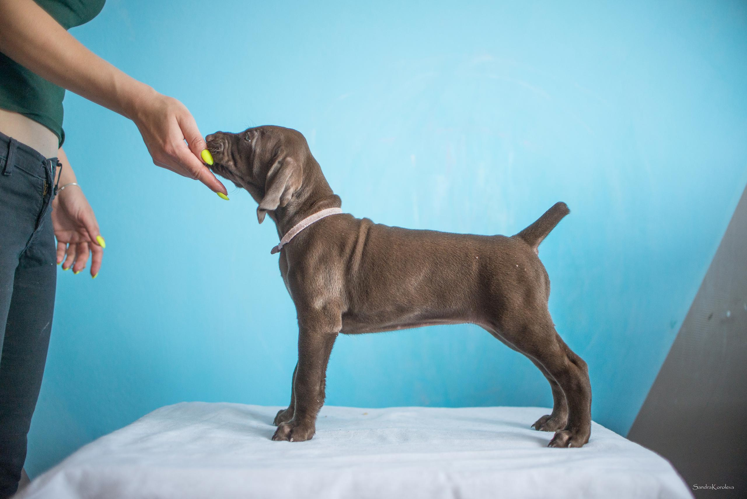 Щенки курцхаара. Весна 2020. Дог-фотограф в Тюмени Александра Королева