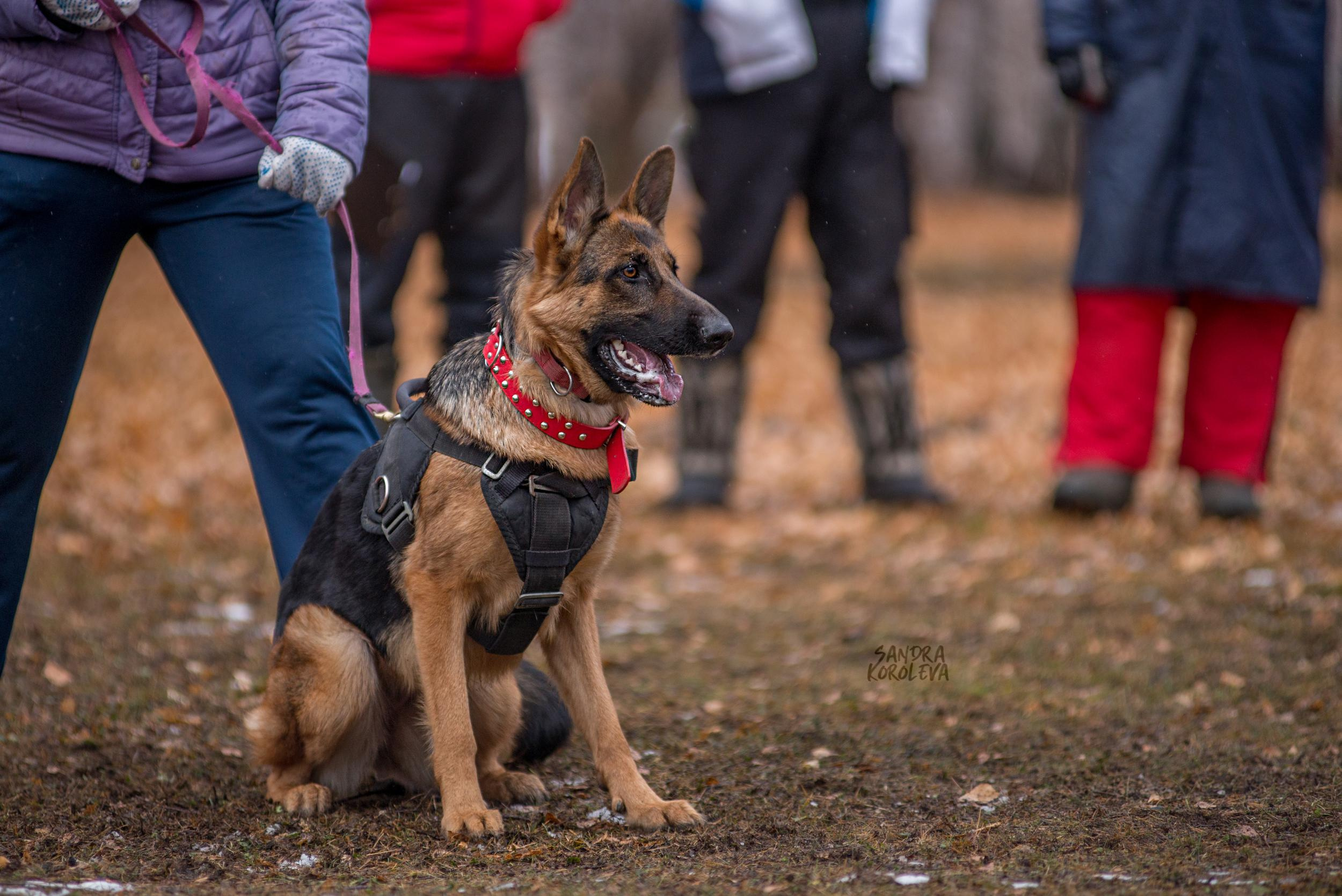 Кусающиеся собаки. Магнитогорск. Осень 2020. Дог-фотограф в Тюмени Александра Королева