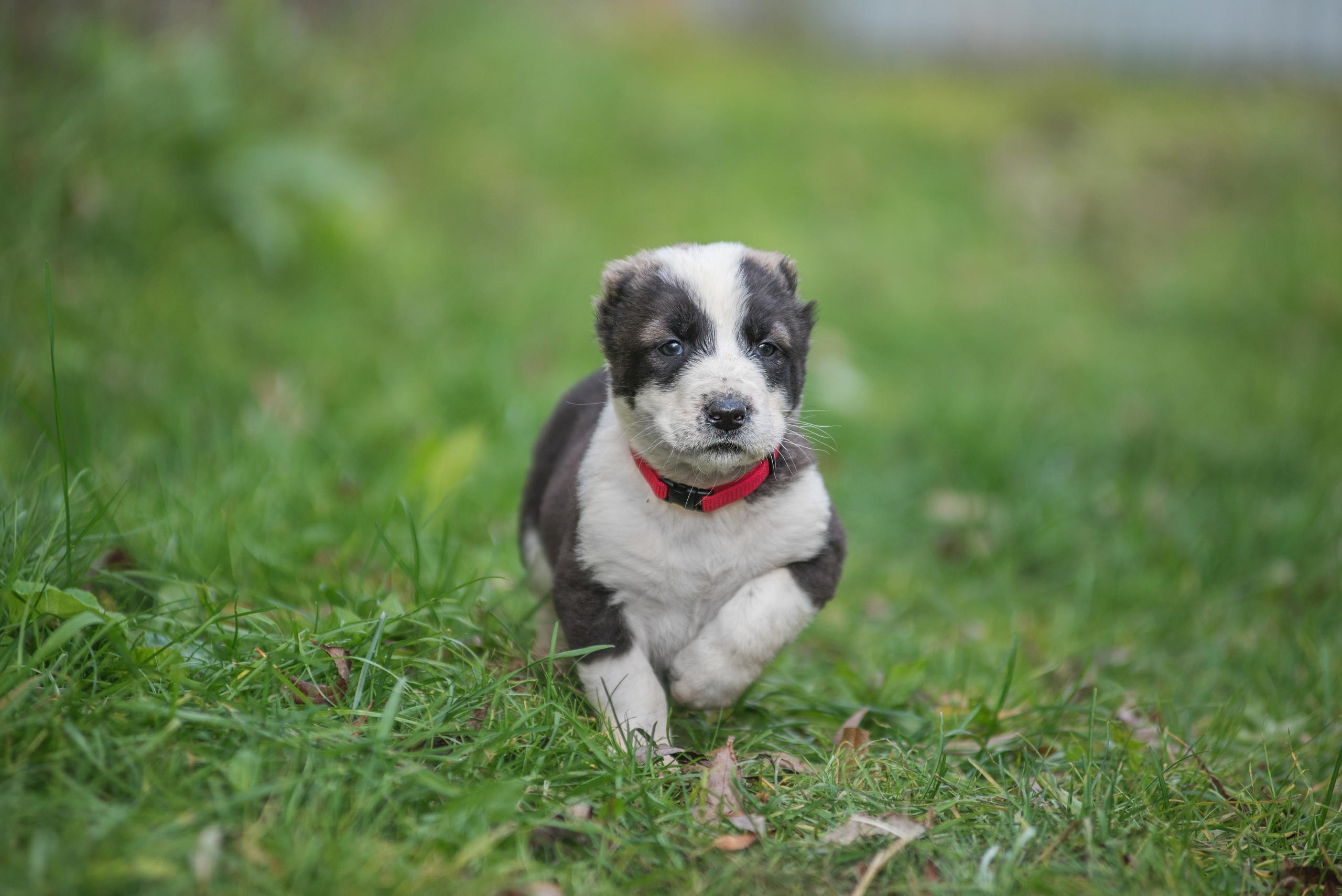 Щенки САО, Осень 2020. Дог-фотограф в Тюмени Александра Королева