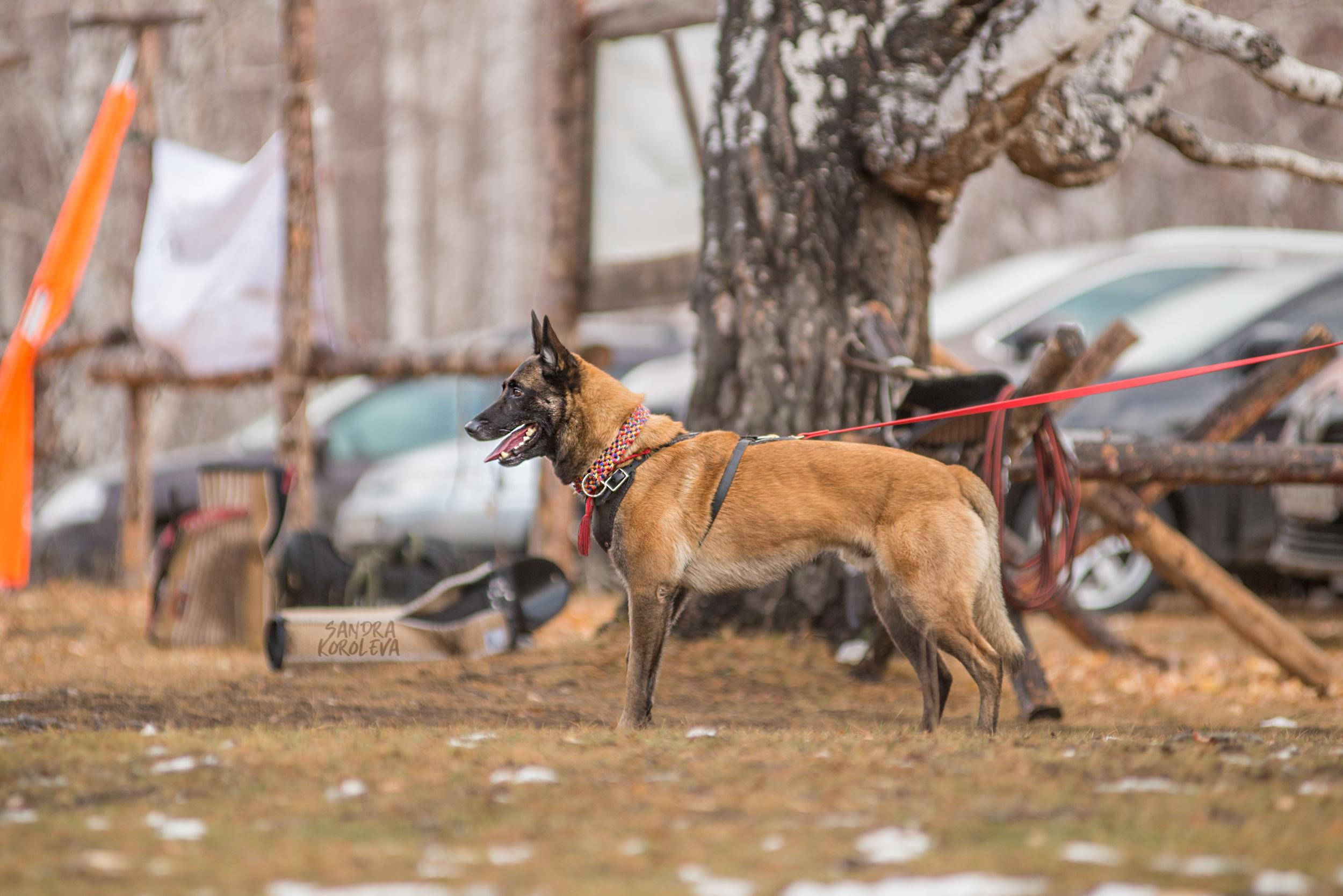 Кусающиеся собаки. Магнитогорск. Осень 2020. Дог-фотограф в Тюмени Александра Королева