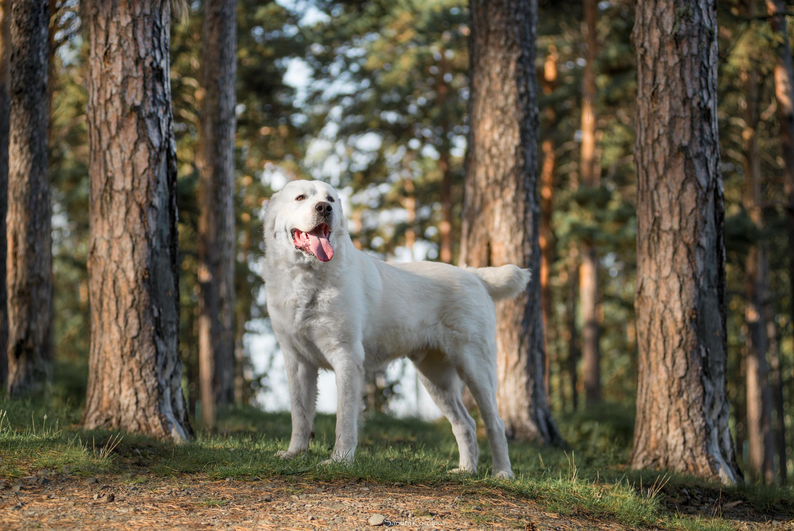 Ваня со своим другом белым Мишей. Дог-фотограф в Тюмени Александра Королева
