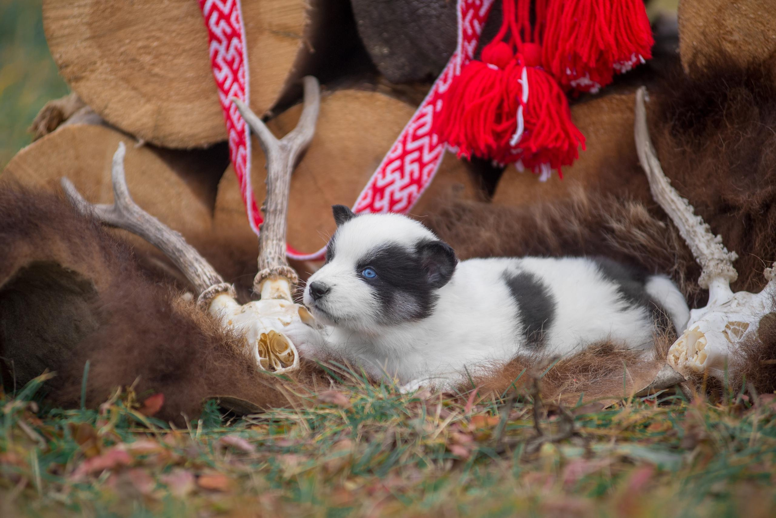 Щенки якуты. Осень 2020. Дог-фотограф в Тюмени Александра Королева