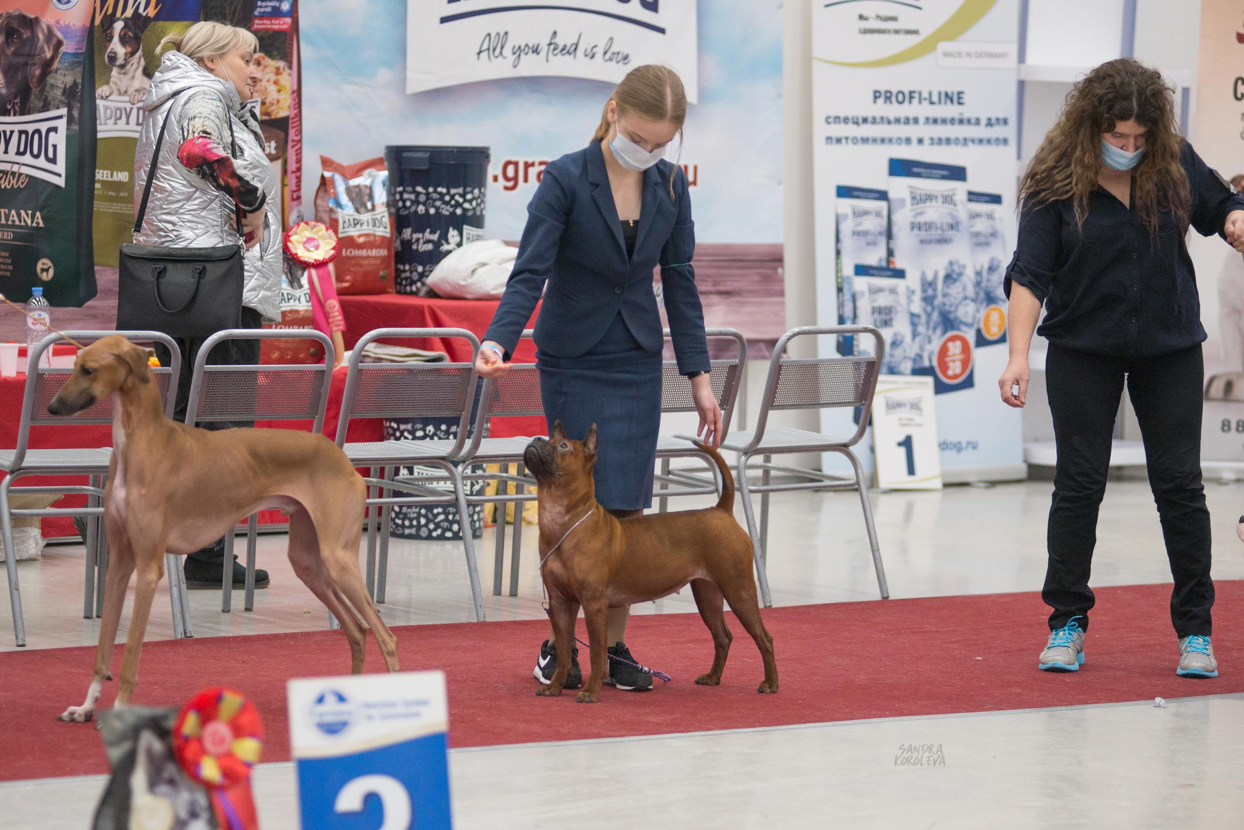 Выставка собак в Тюмени 5 декабря 2020. Дог-фотограф в Тюмени Александра Королева