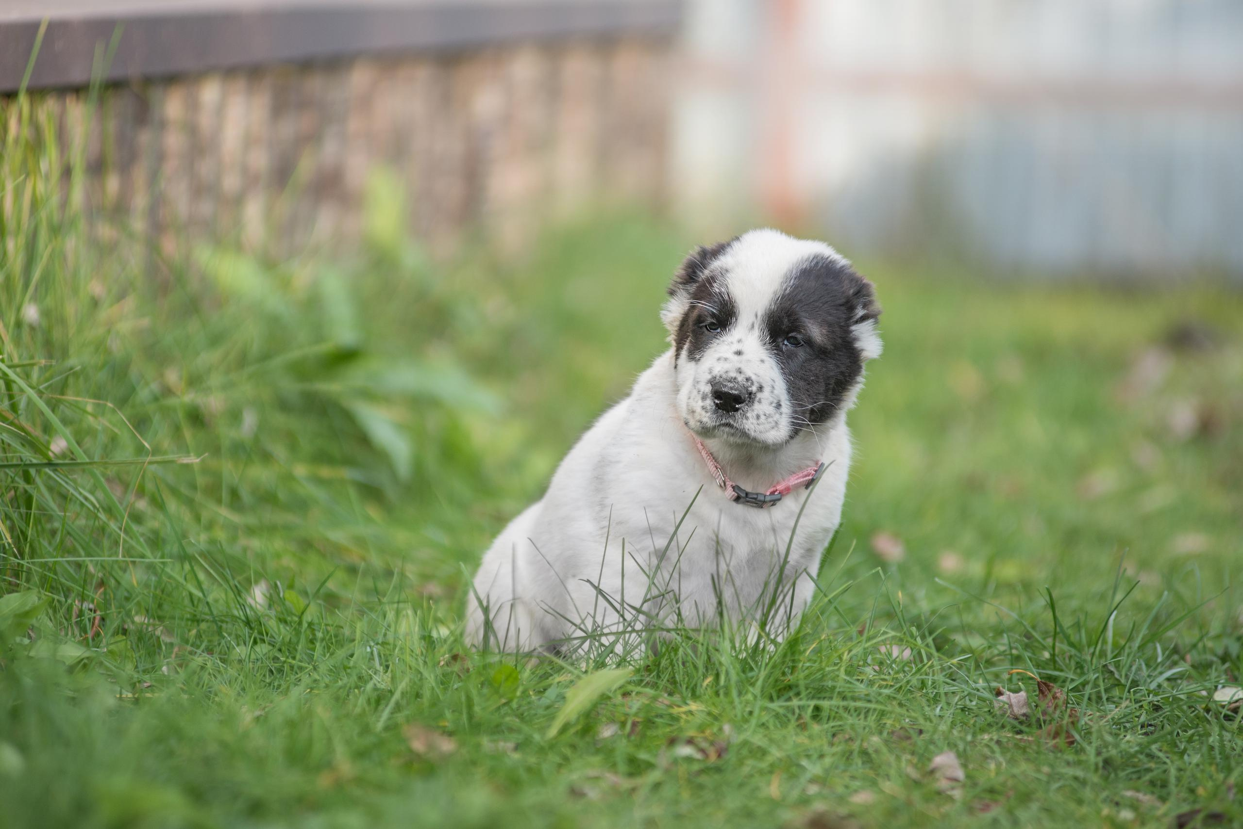 Щенки САО, Осень 2020. Дог-фотограф в Тюмени Александра Королева