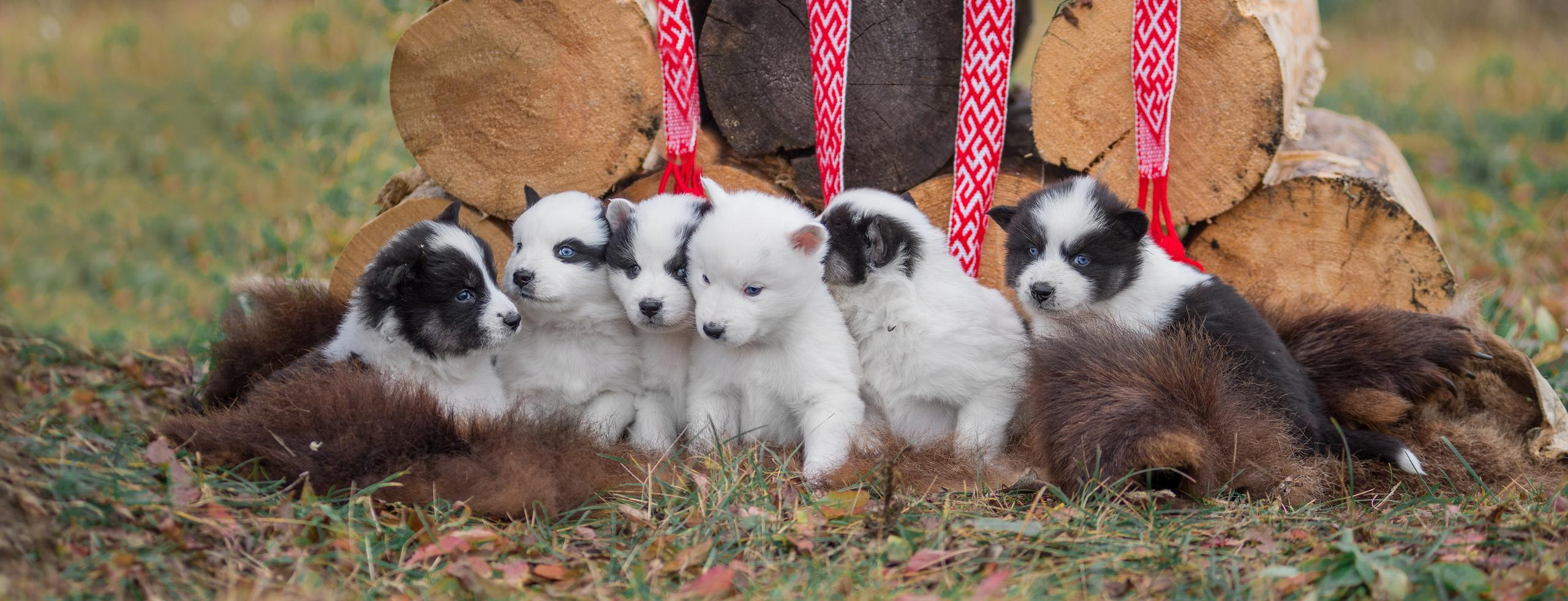Щенки якуты. Осень 2020. Дог-фотограф в Тюмени Александра Королева