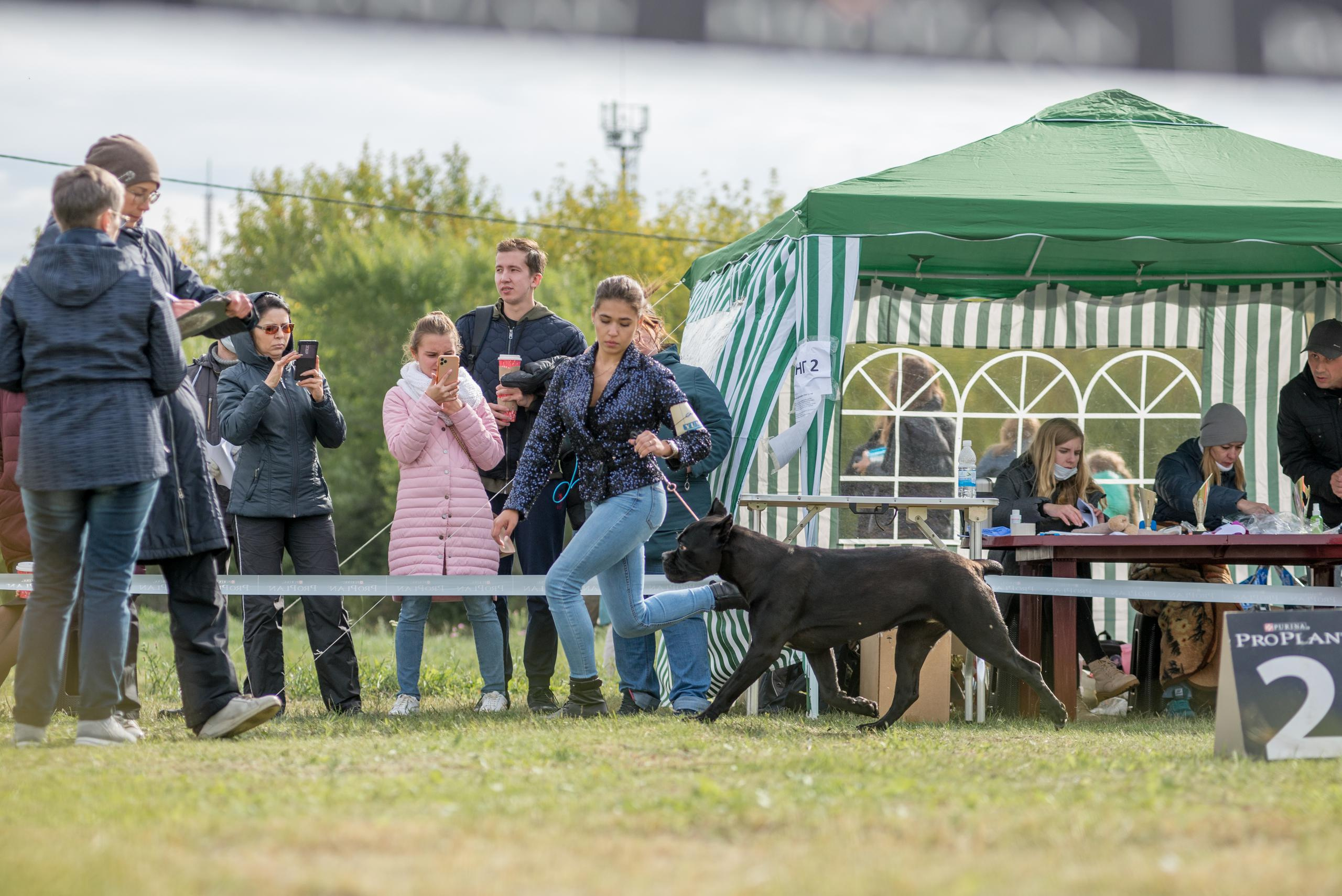 Выставка собак. Тюмень 06.09.2020. Дог-фотограф в Тюмени Александра Королева