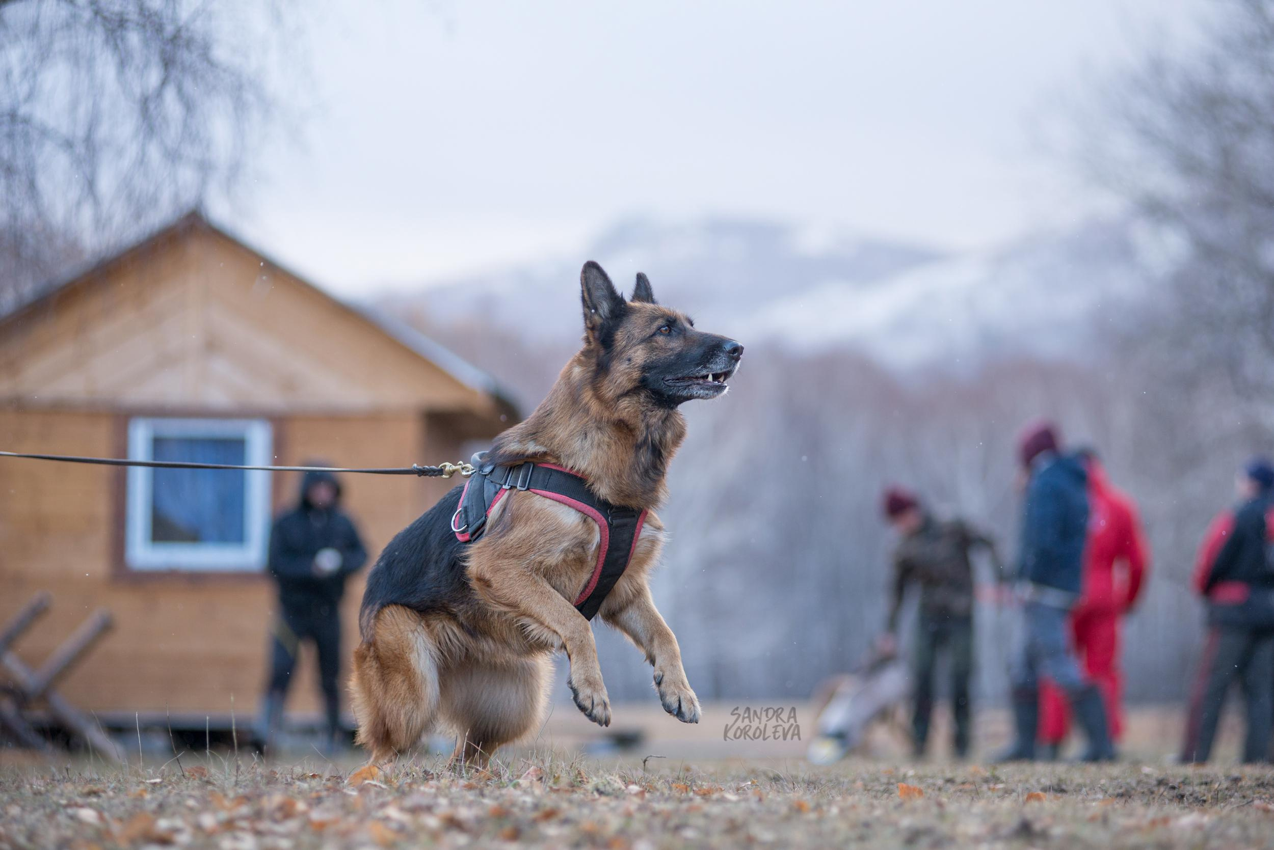Кусающиеся собаки. Магнитогорск. Осень 2020. Дог-фотограф в Тюмени Александра Королева