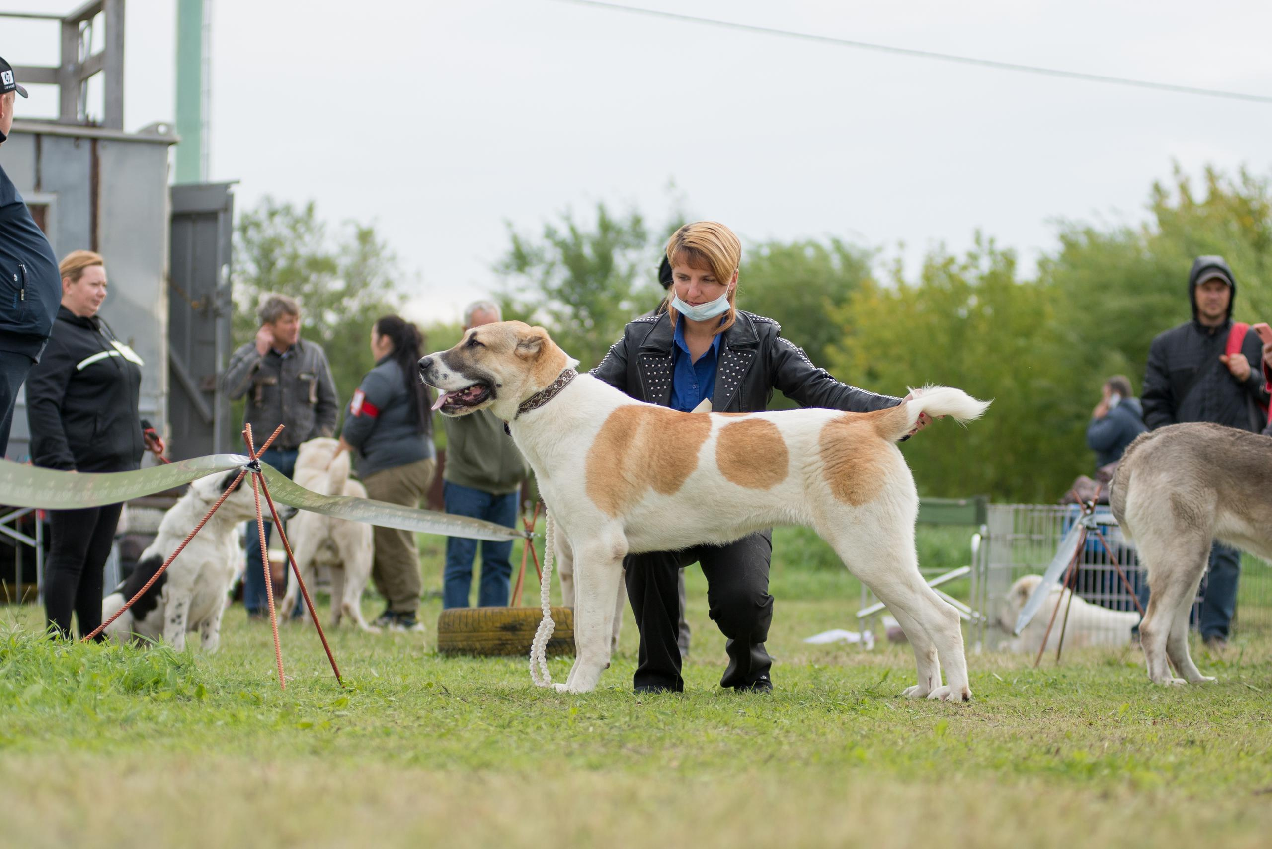 Выставка собак. Тюмень 06.09.2020. Дог-фотограф в Тюмени Александра Королева