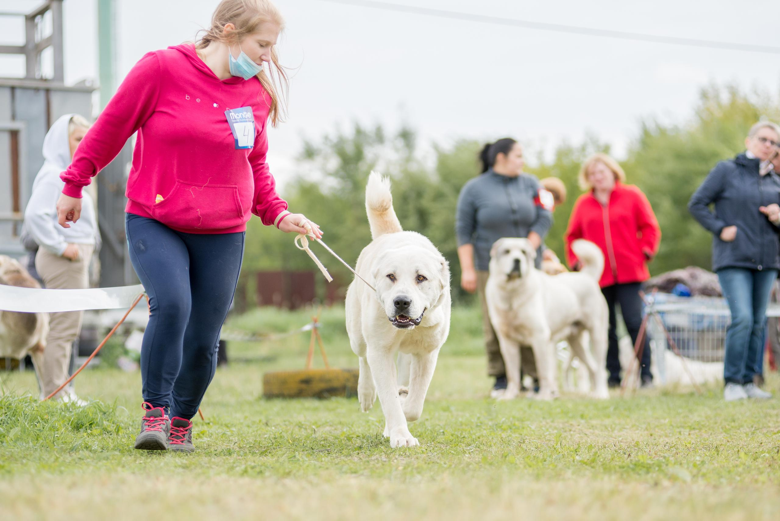 Выставка собак. Тюмень 06.09.2020. Дог-фотограф в Тюмени Александра Королева