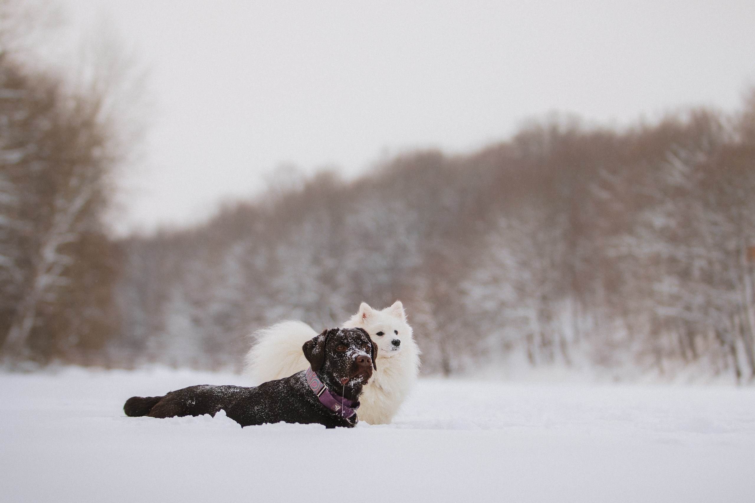 Йоло и Акира. Фотограф анималист Кузнецова Анна Нижний Новгород