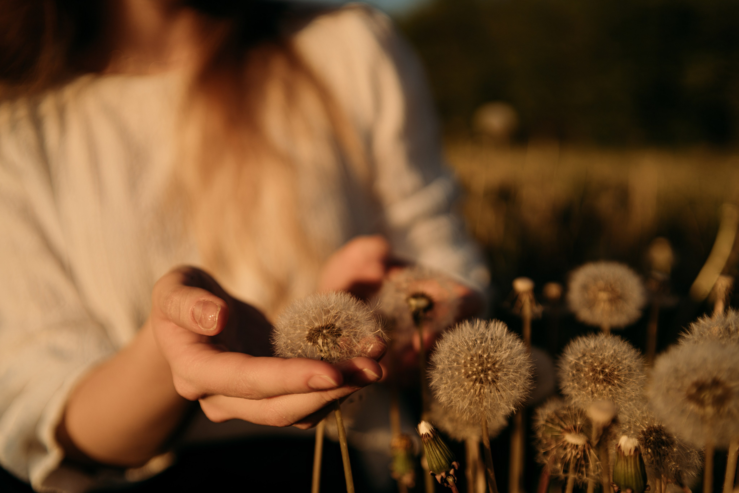 Одуванчики…. FotoTanya. Раменское/Жуковский/Бронницы