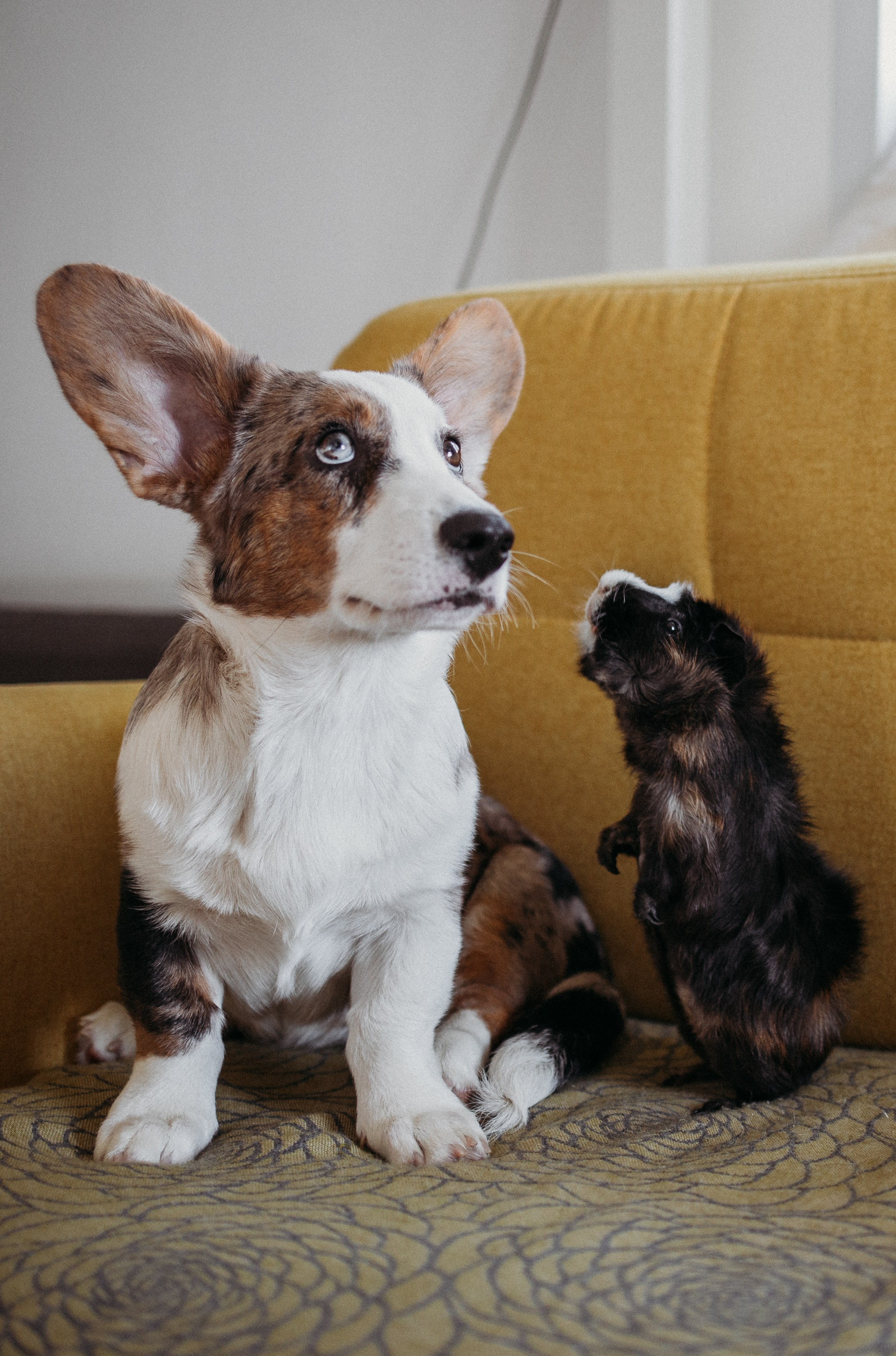 Ксюша, Жан и Марципан. Семейный фотограф в Самаре