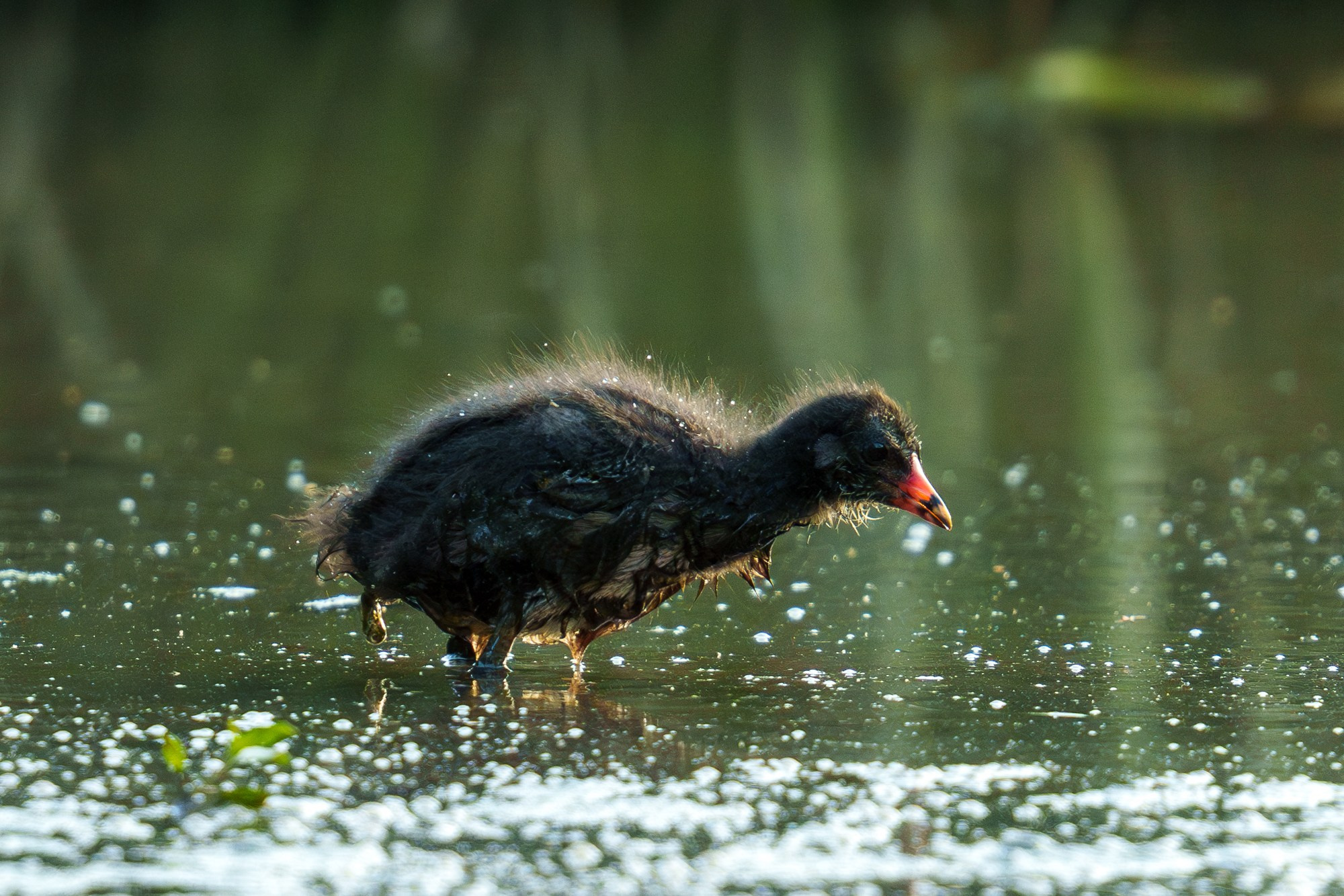 Удивительные мир птиц. Вокруг нас столько прекрасного — присмотритесь!. Ваш личный фотограф Марина Волкова
