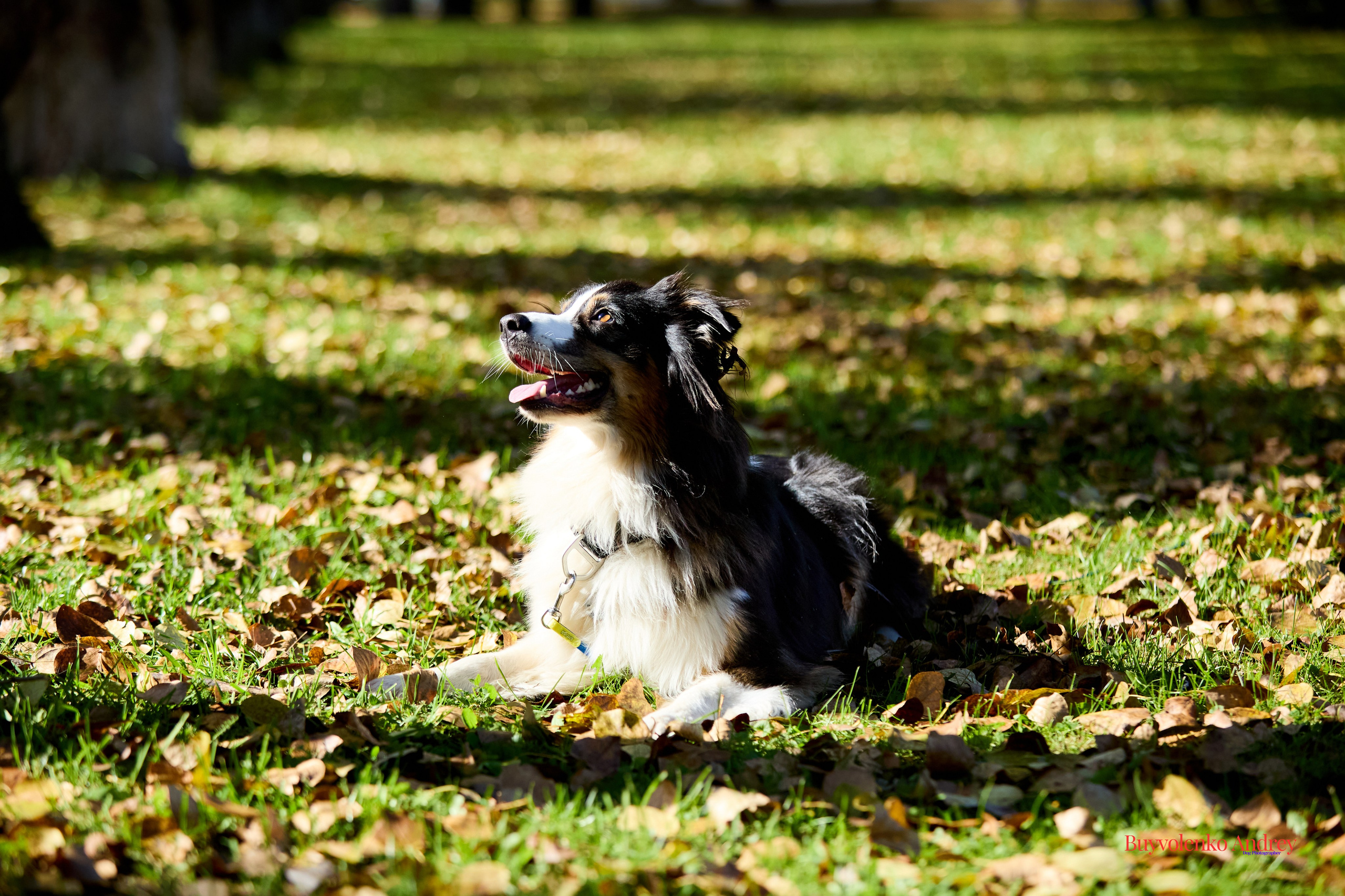 Басенджи и Аусси 21.09.2025. Buyvolenko Andrey