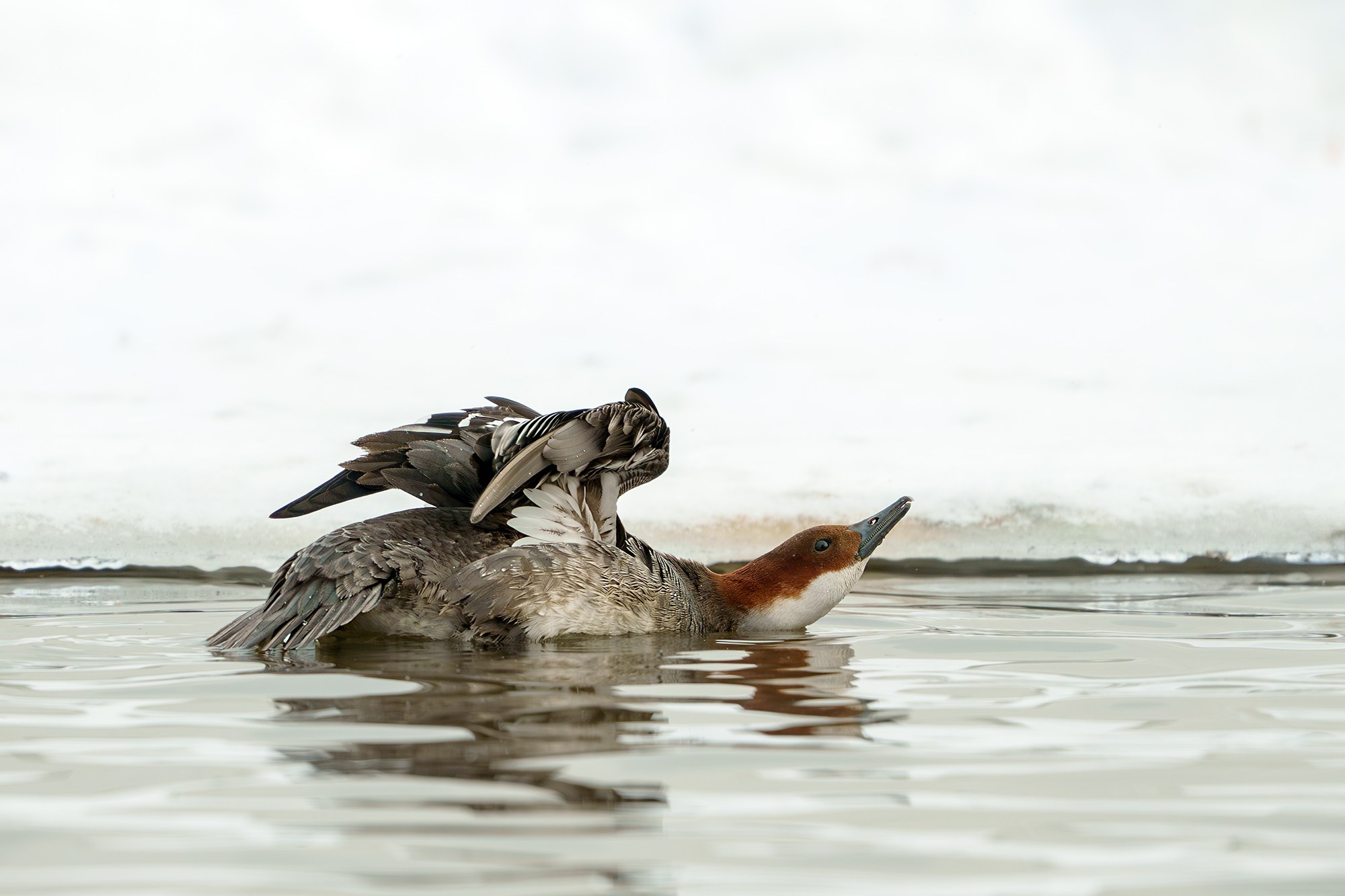 Удивительные мир птиц. Вокруг нас столько прекрасного — присмотритесь!. Ваш личный фотограф Марина Волкова