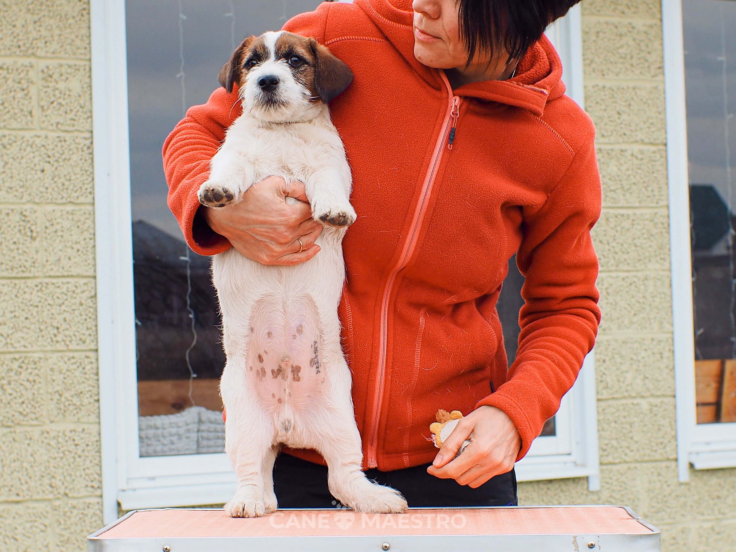 Мальчик 2. Кобель бело-рыжий. Джек рассел терьер щенок. КАНЕ МАЭСТРО — питомник Джек рассел терьеров