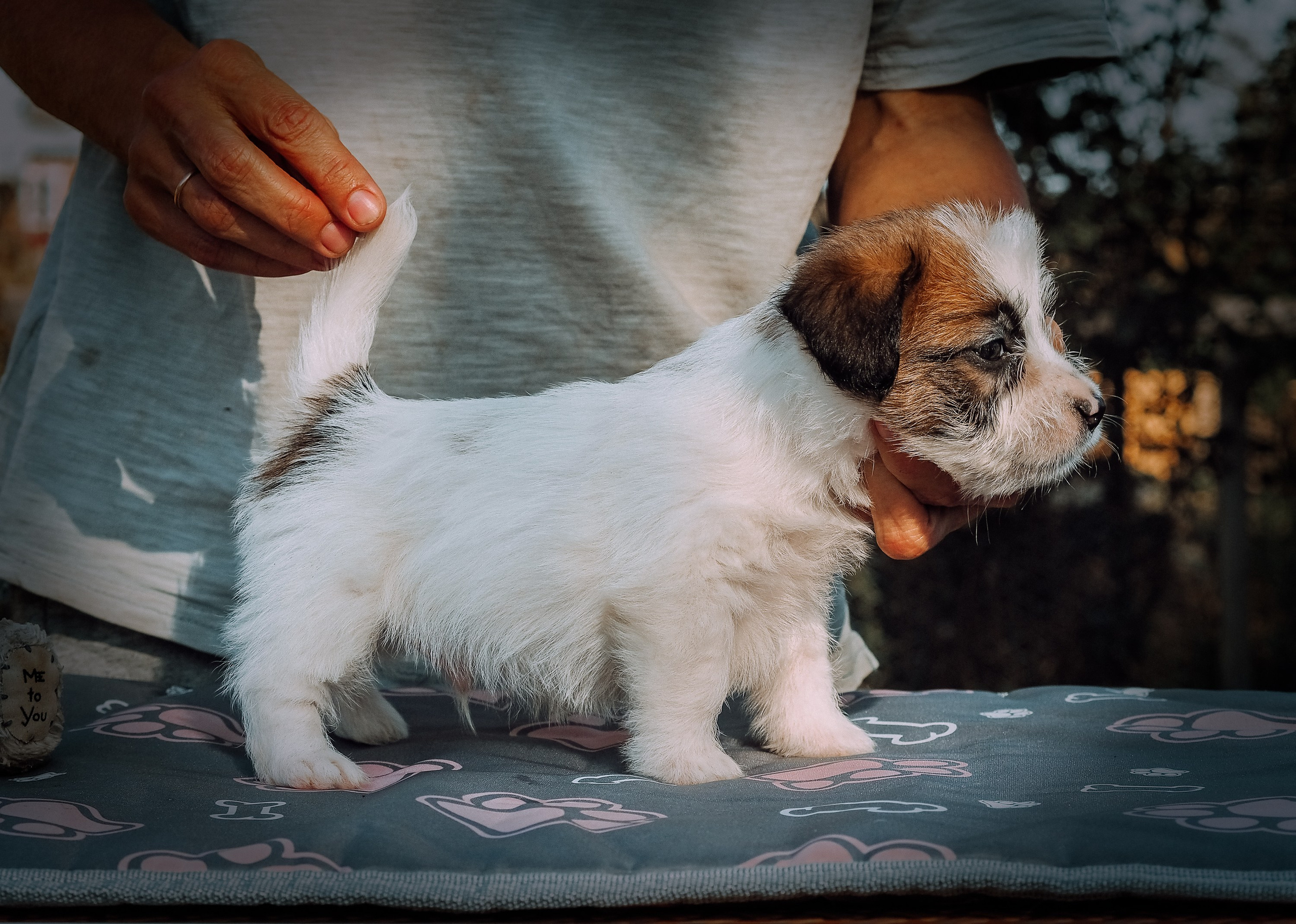X_MAL_3_БРЫЖ. CANE MAESTRO — kennel Jack Russell Terrier