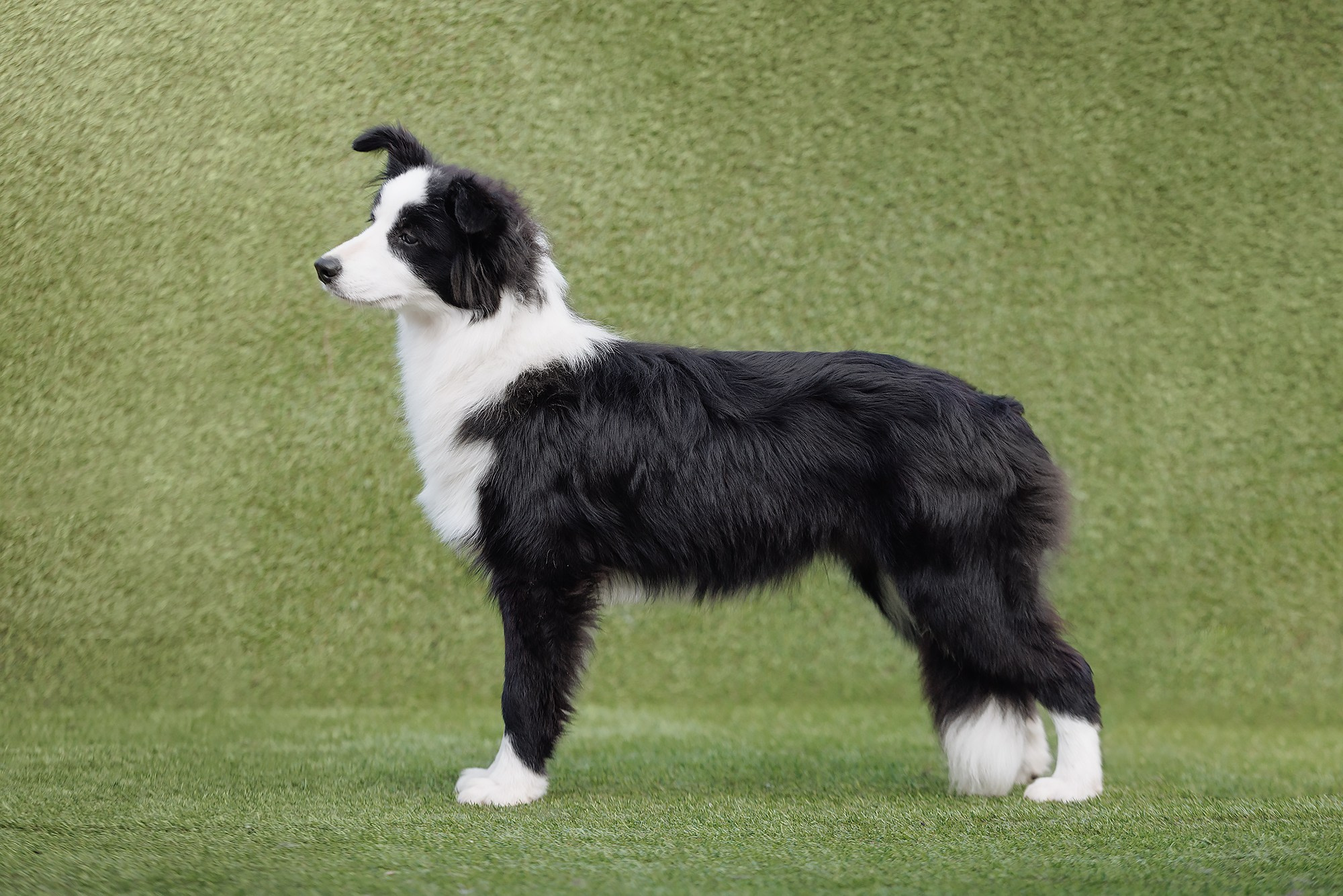 Трава у дома. О нас