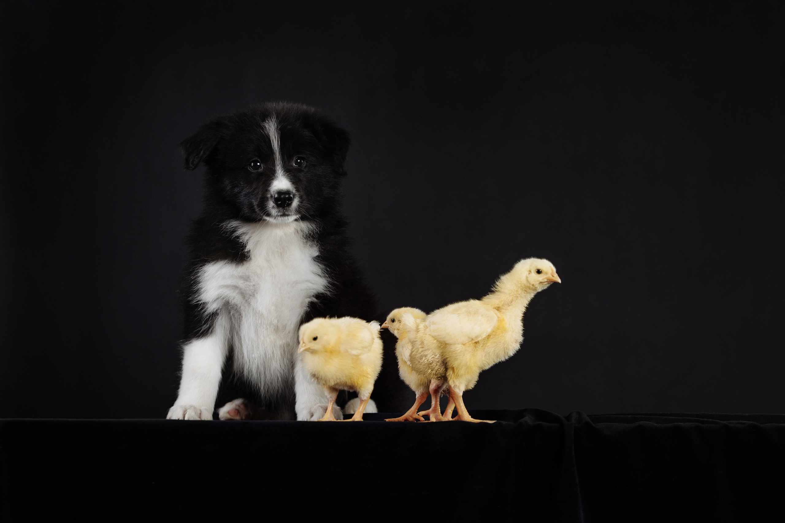 С цыпами. О нас