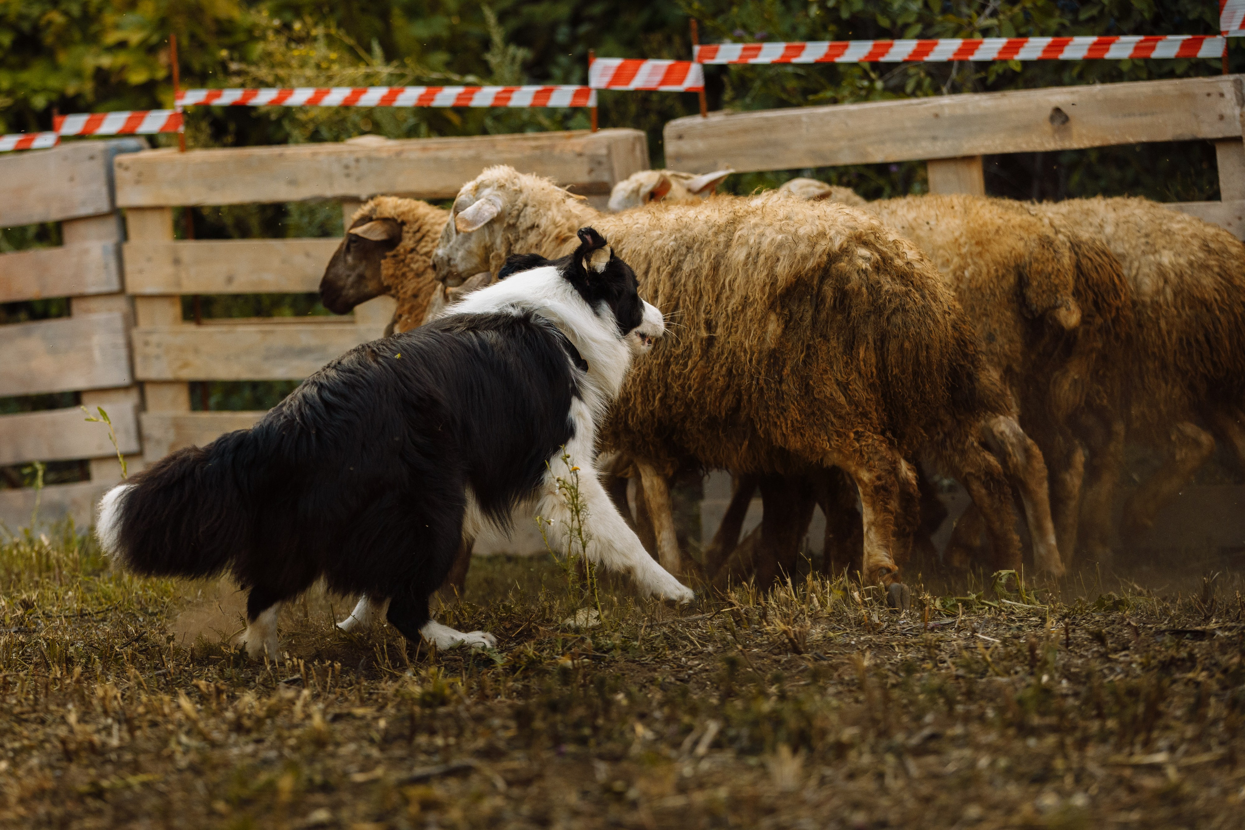 Овечий день. О нас