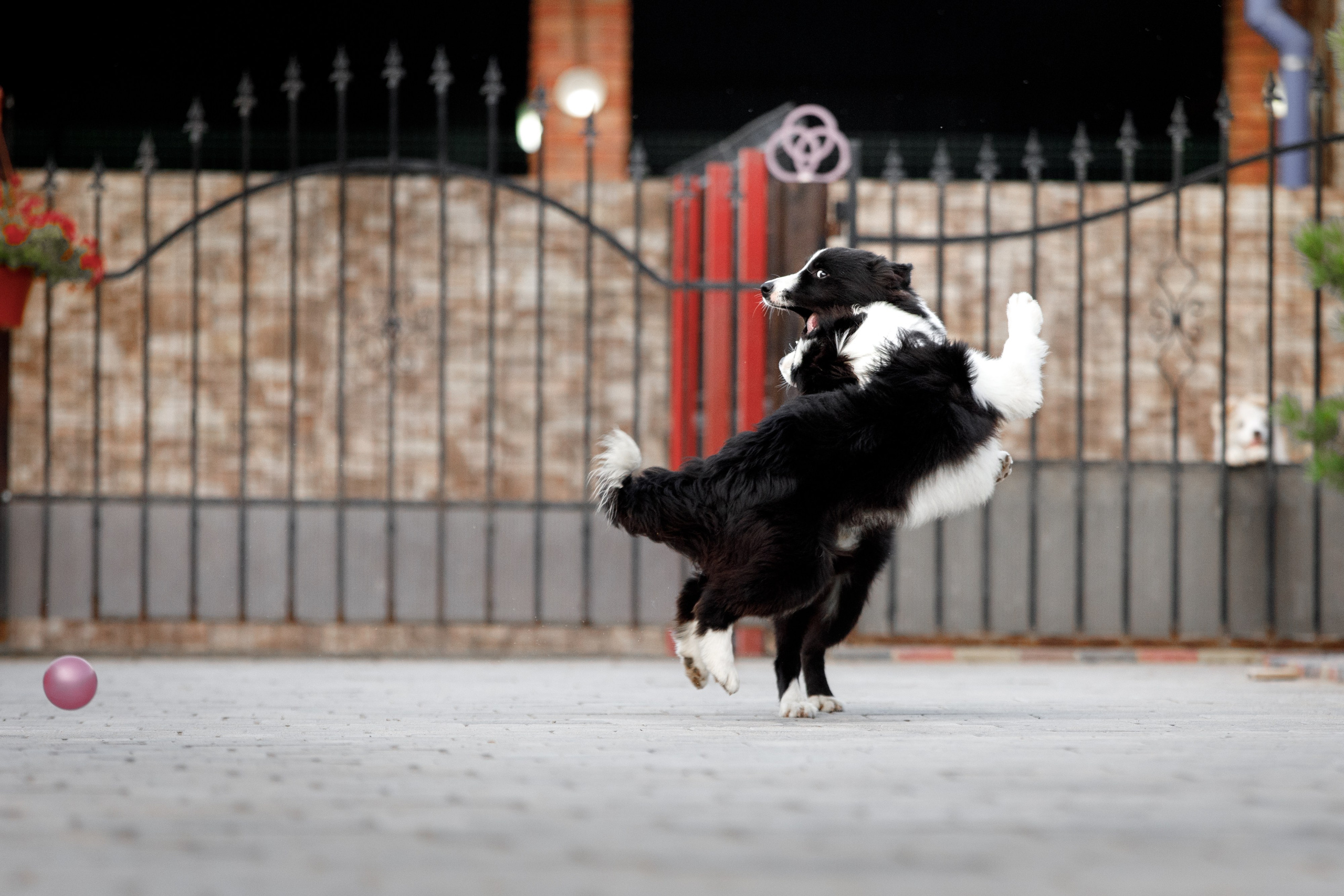 Болтовня в саду. О нас