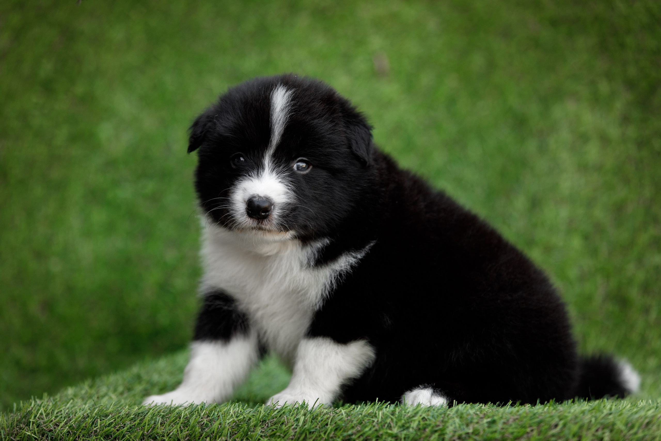 Смешарики. О нас