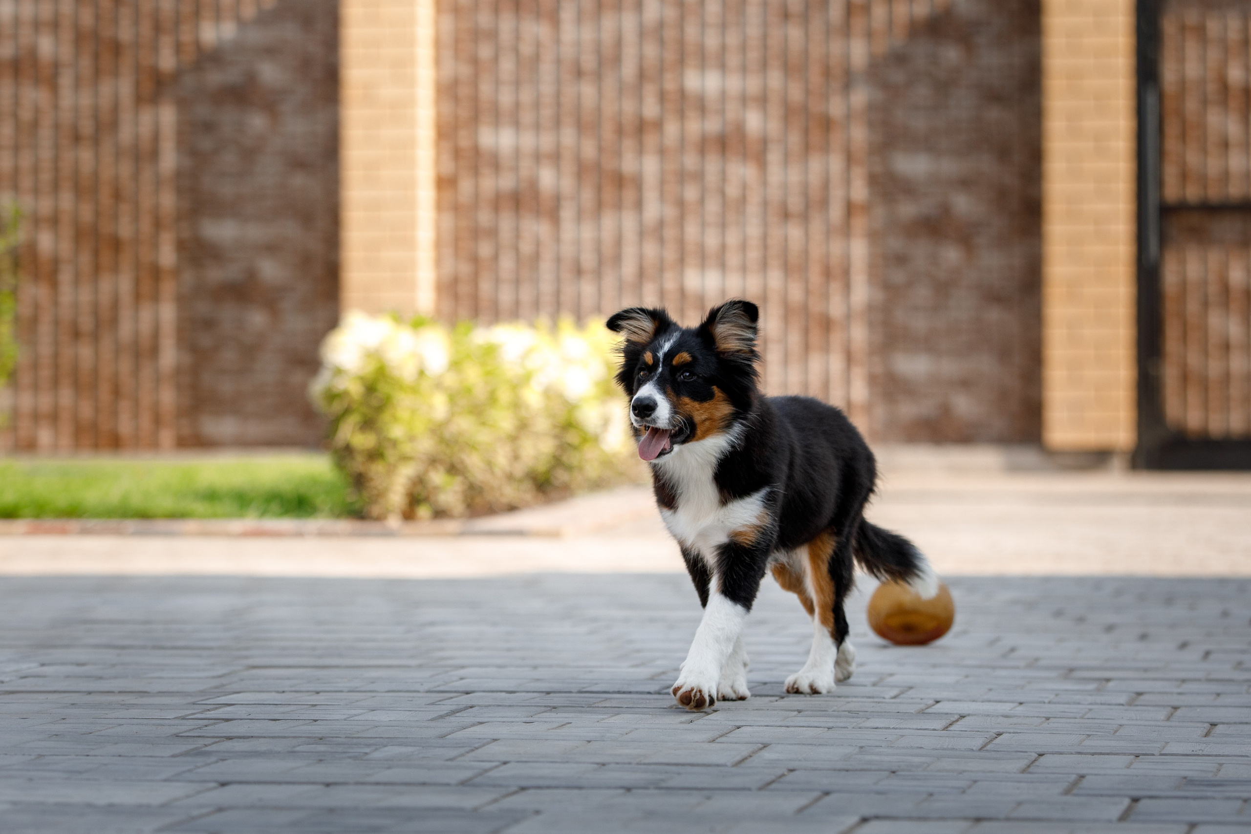 Смешарики. О нас