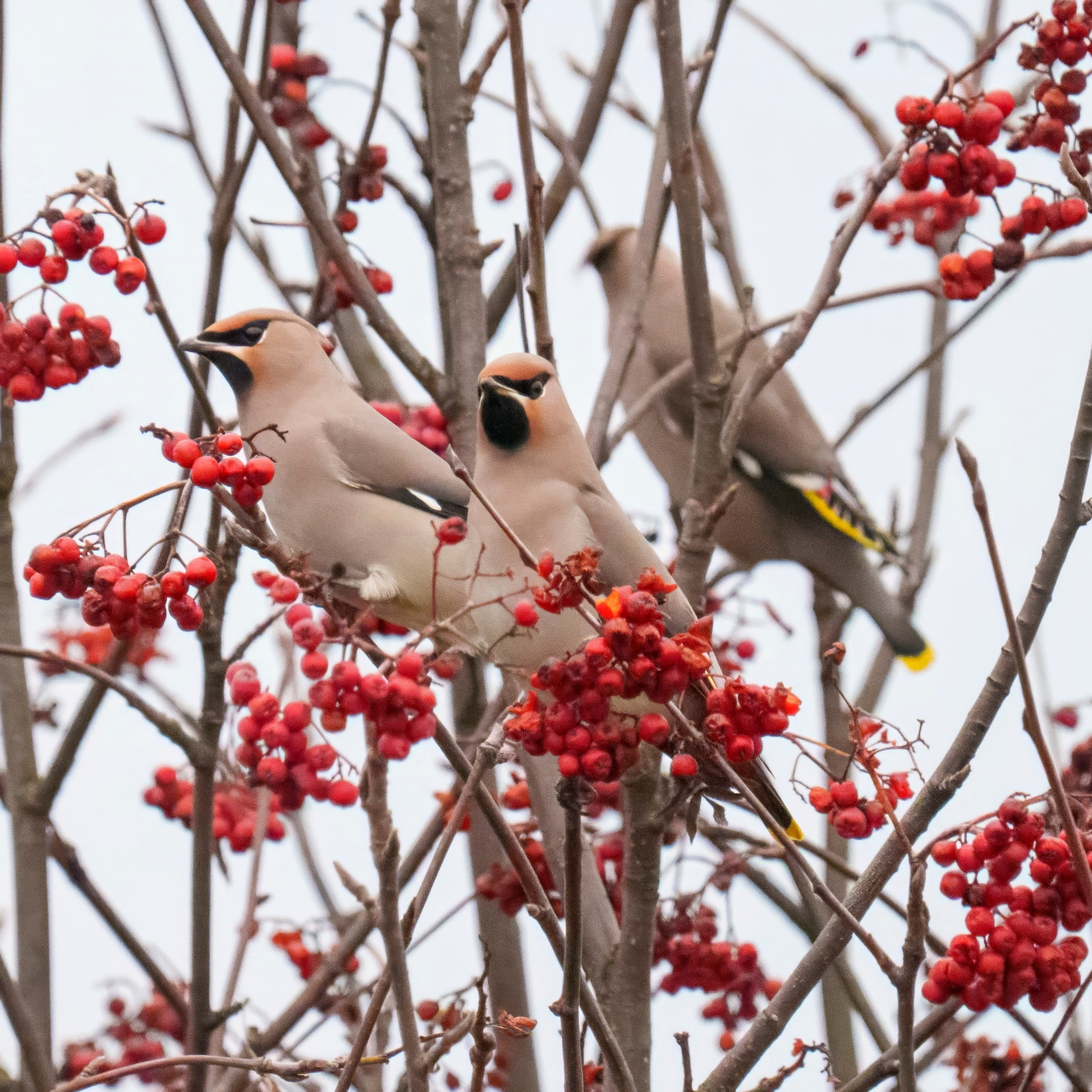 Animals — Животные