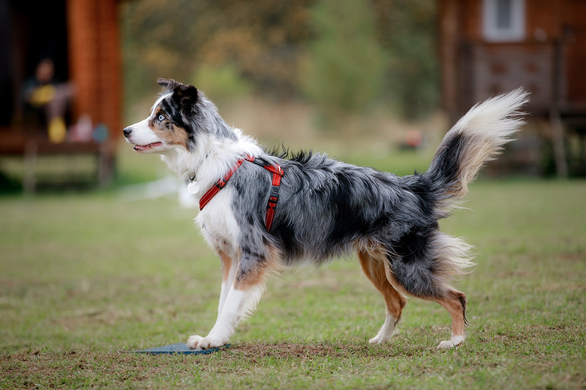Лагерь по ОБД с Инной Баженовой. Фотограф-анималист Mary Mart — Москва, Питер