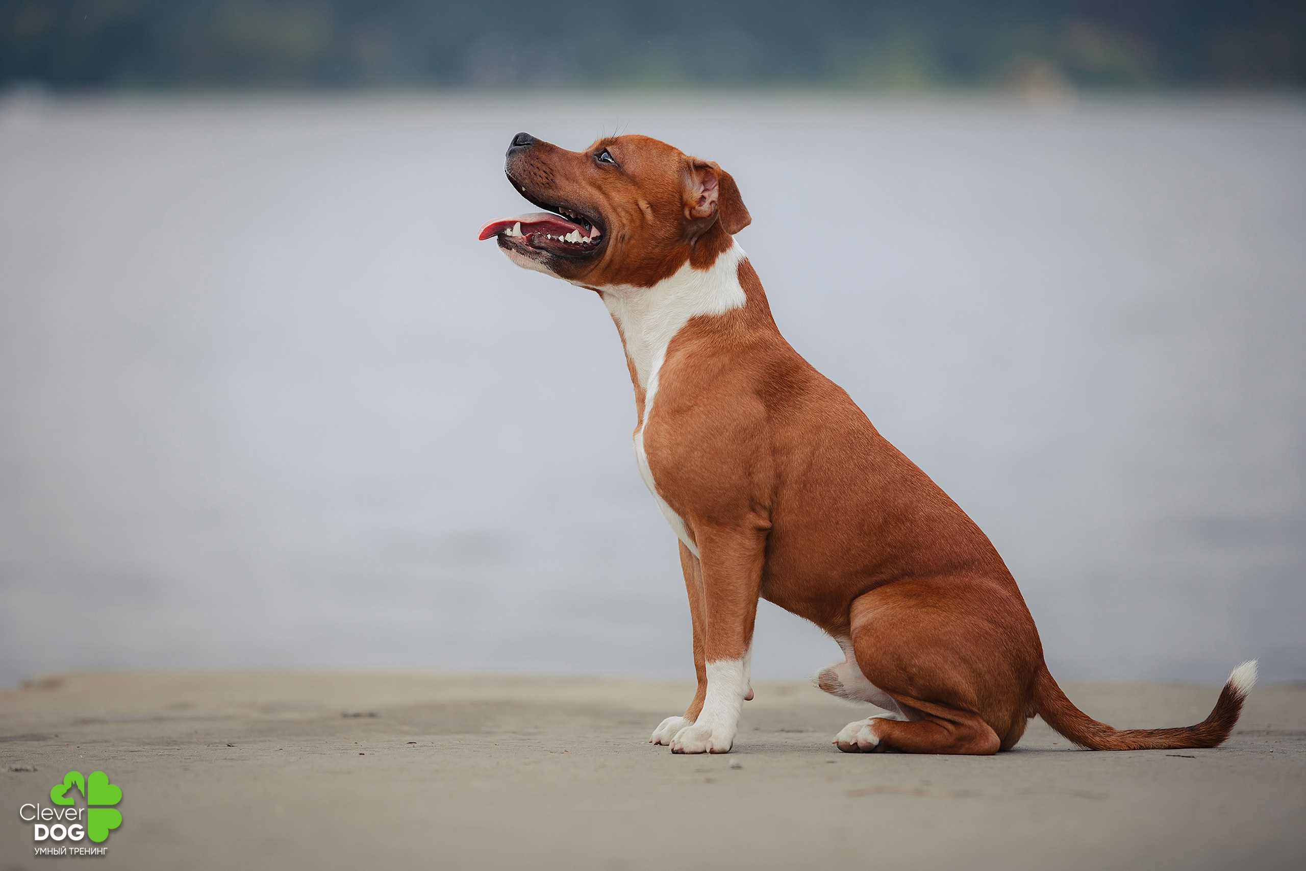 Кинологический лагерь CleverDog, 2024. Фотограф-анималист Mary Mart — Москва, Питер