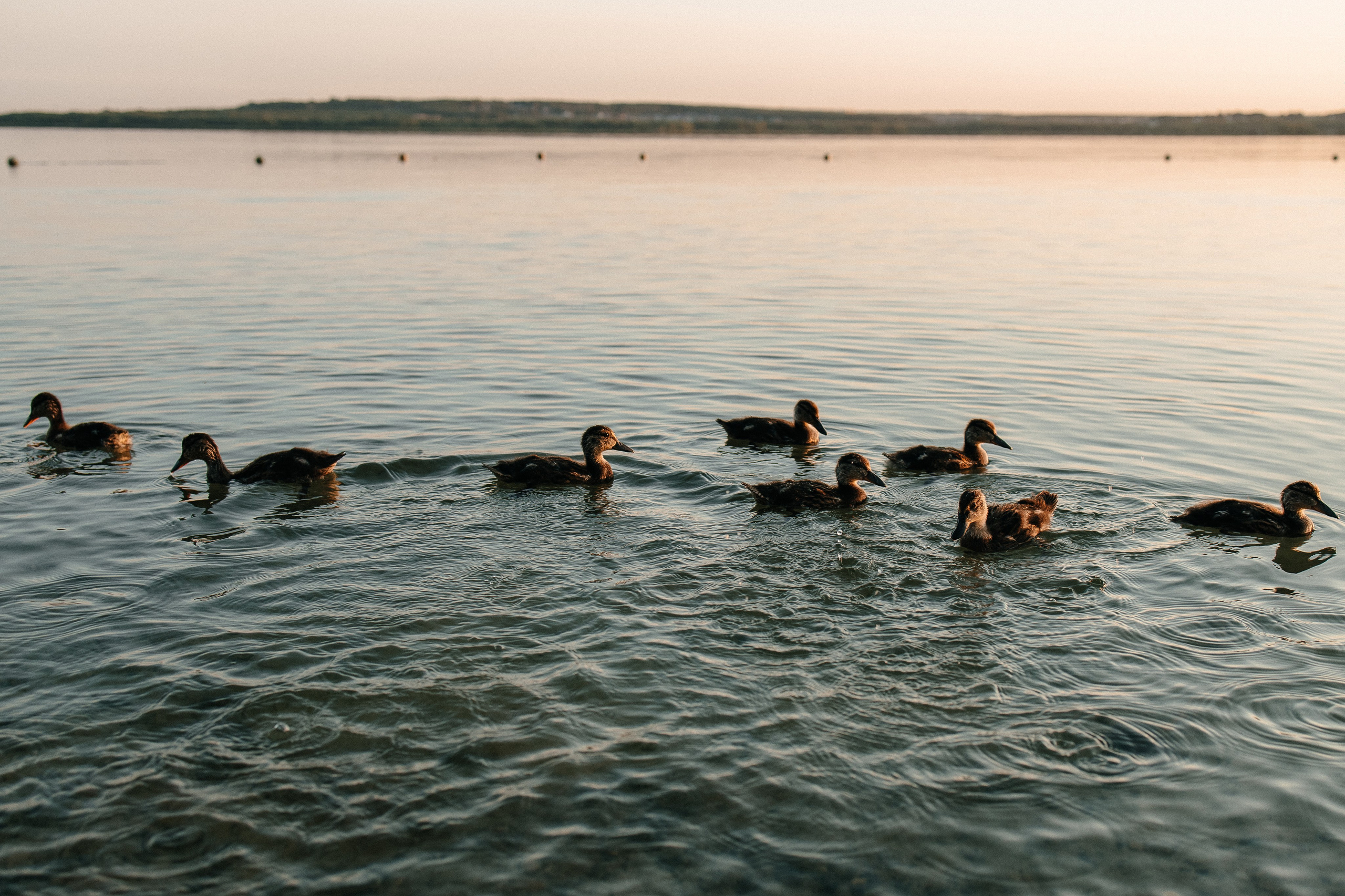 Пикник у озера. Свадебный фотограф в Челябинске Оксана Мишакова