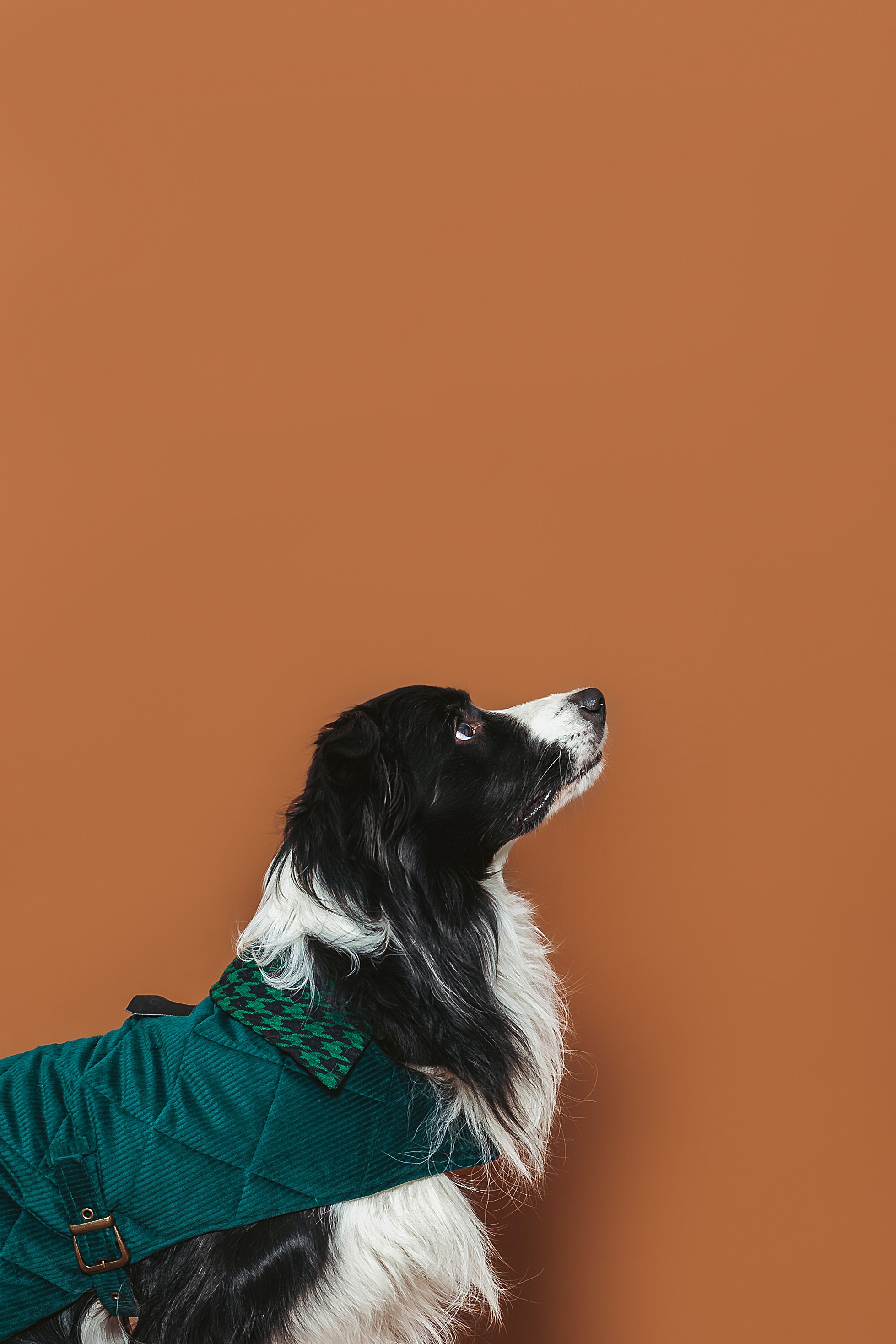 Съемка для бренда TEDDYBOY. Фотограф-анималист Татьяна Степанова