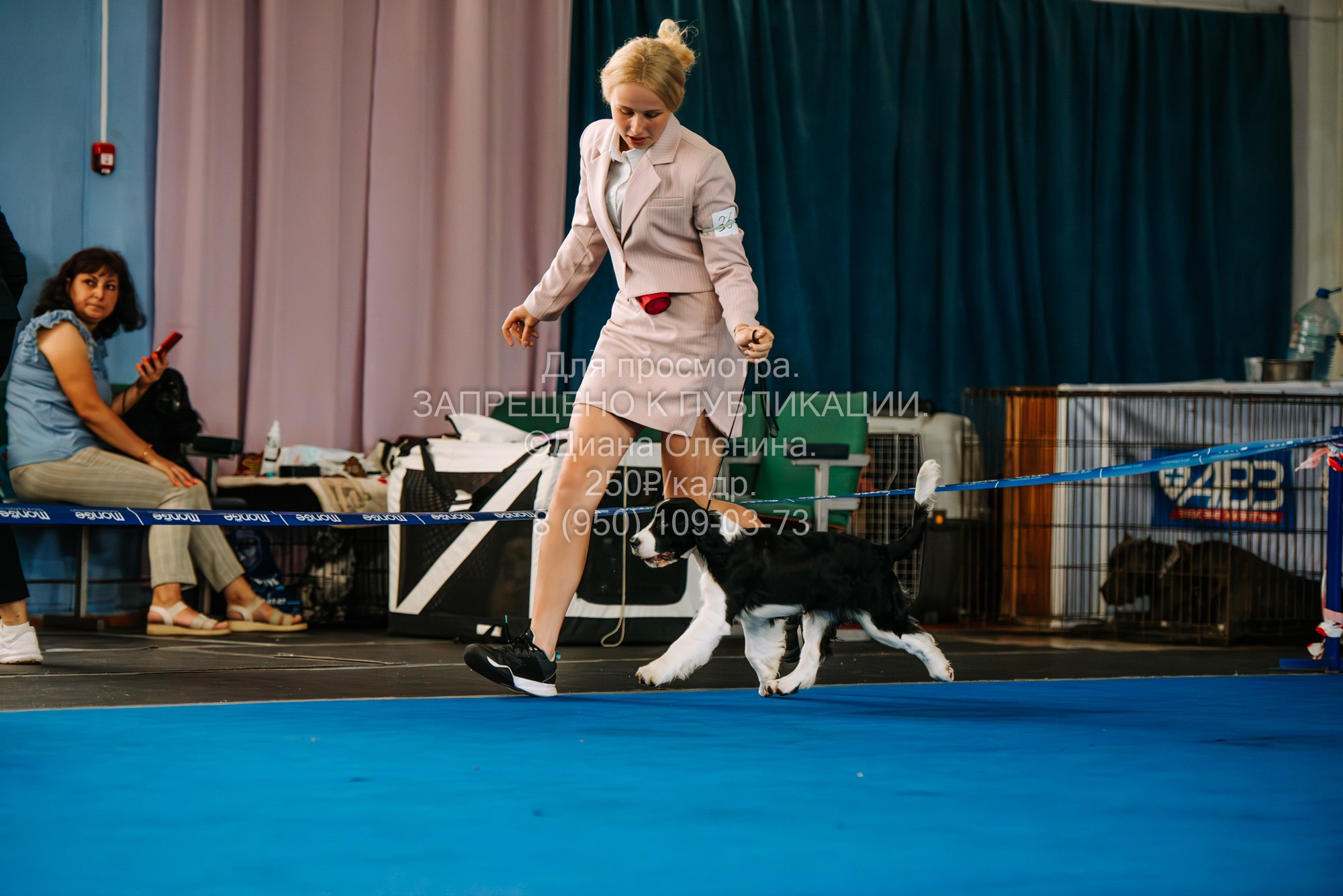 Национальная выставка собак всех пород ранга САС-IKU «Кубок Красноярск. Фотограф Диана Оленина Красноярск / Братск