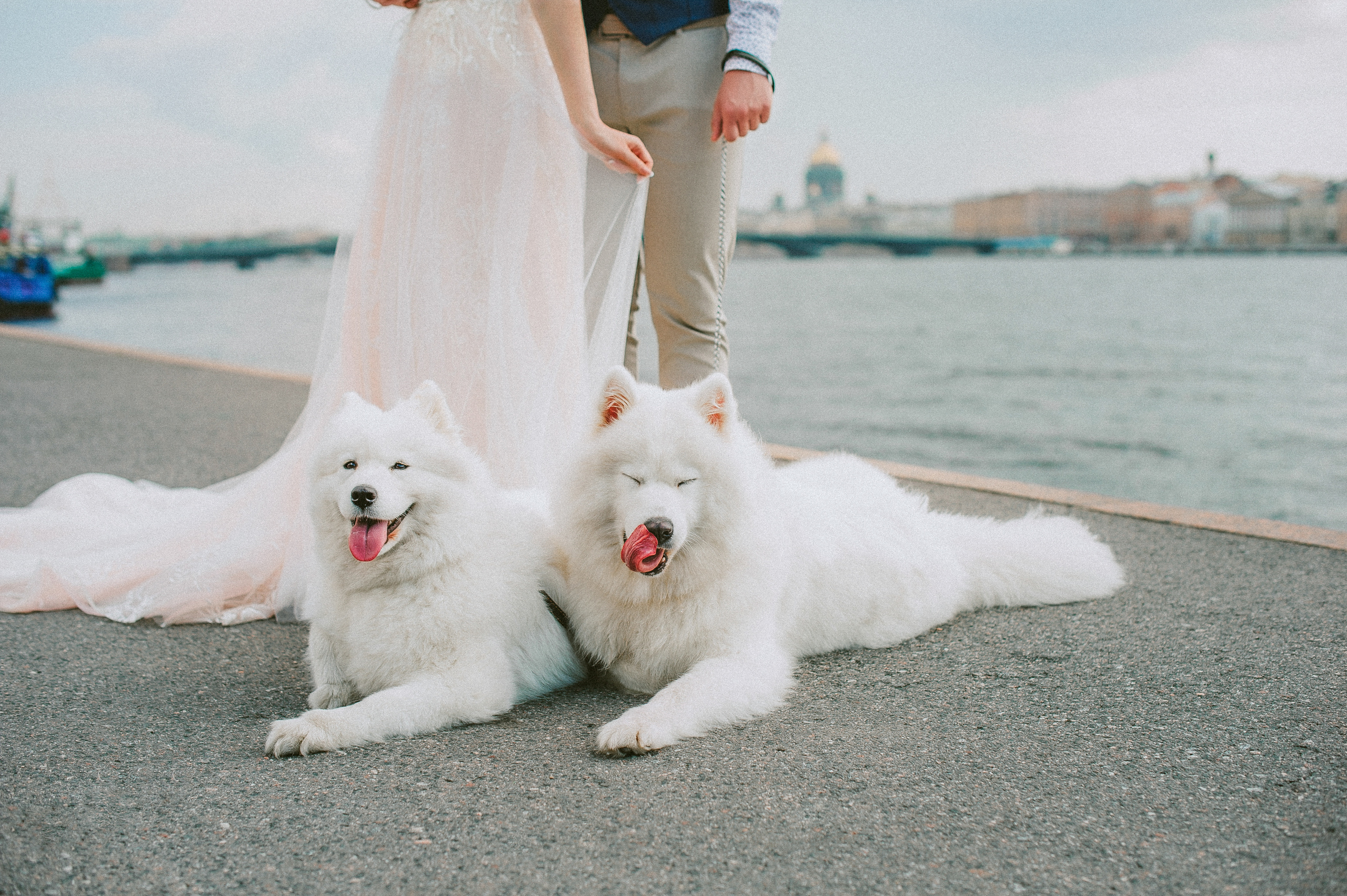 Любимое из Питера. Живые снимки! Фотограф Даша Бендер