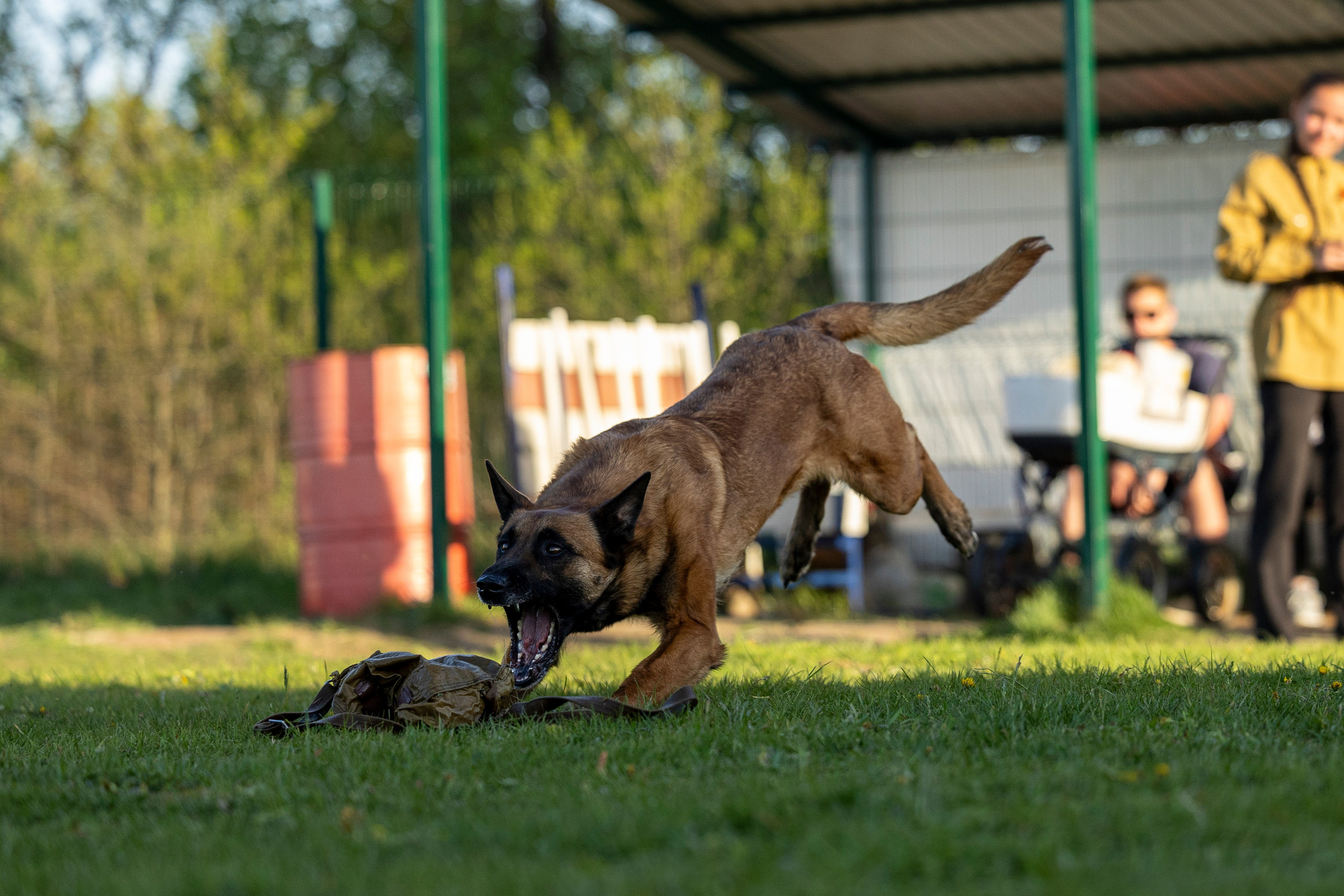 Испытания по мондьорингу в Нижнем Новгороде. Фотограф-анималист Анна Маринич