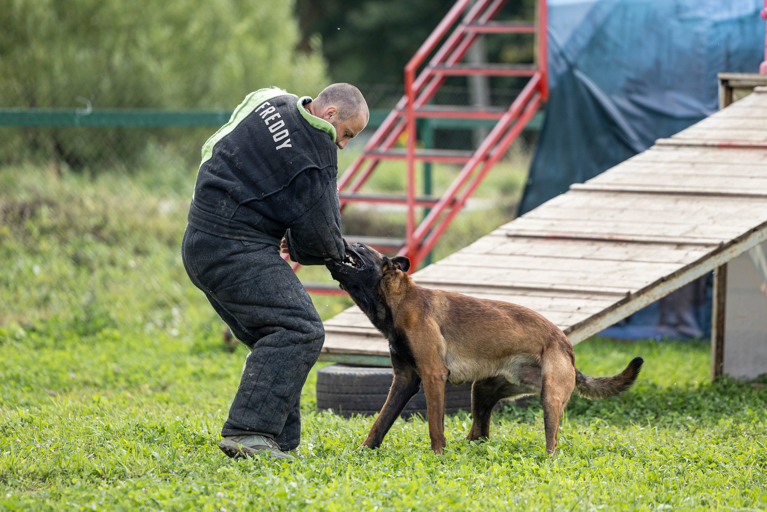 Соревнования по Мондьорингу г. Вологда 10-11.08.2024. Фотограф-анималист Анна Маринич