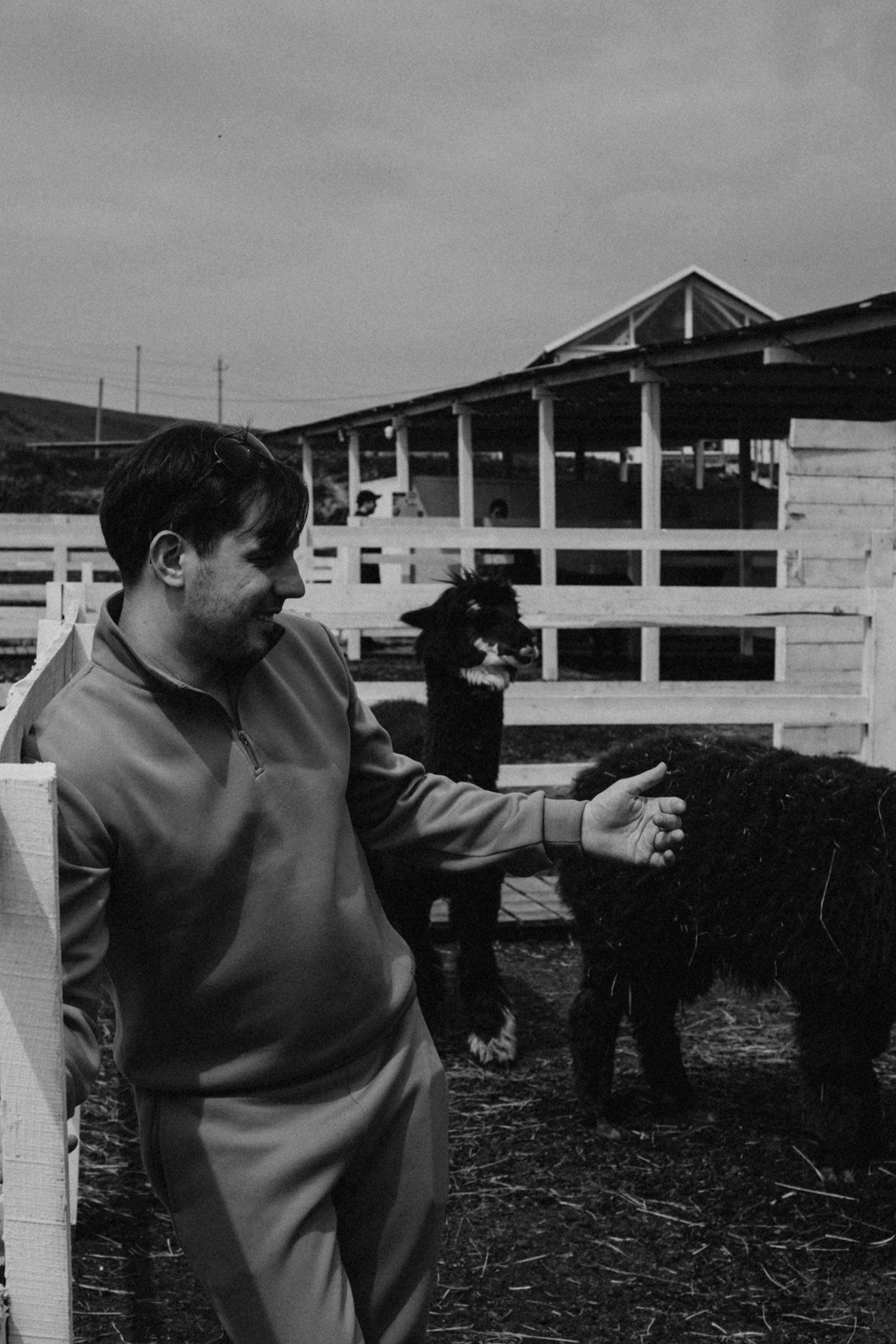 Ферма Альпак. Профессиональный фотограф, Санкт-Петербург — Виктория Богомолова