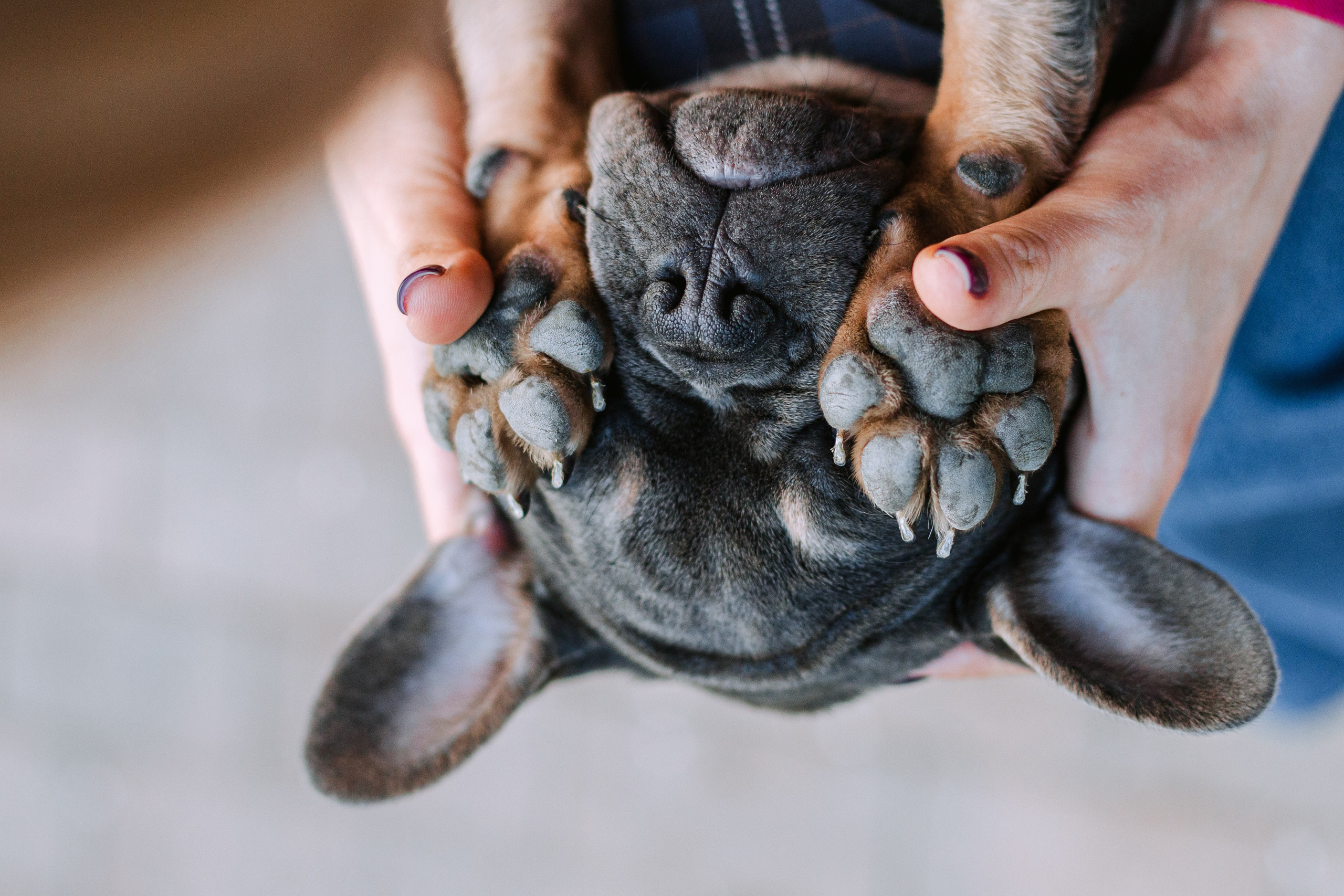 Даша и Мишель. Фотограф-анималист Татьяна Степанова