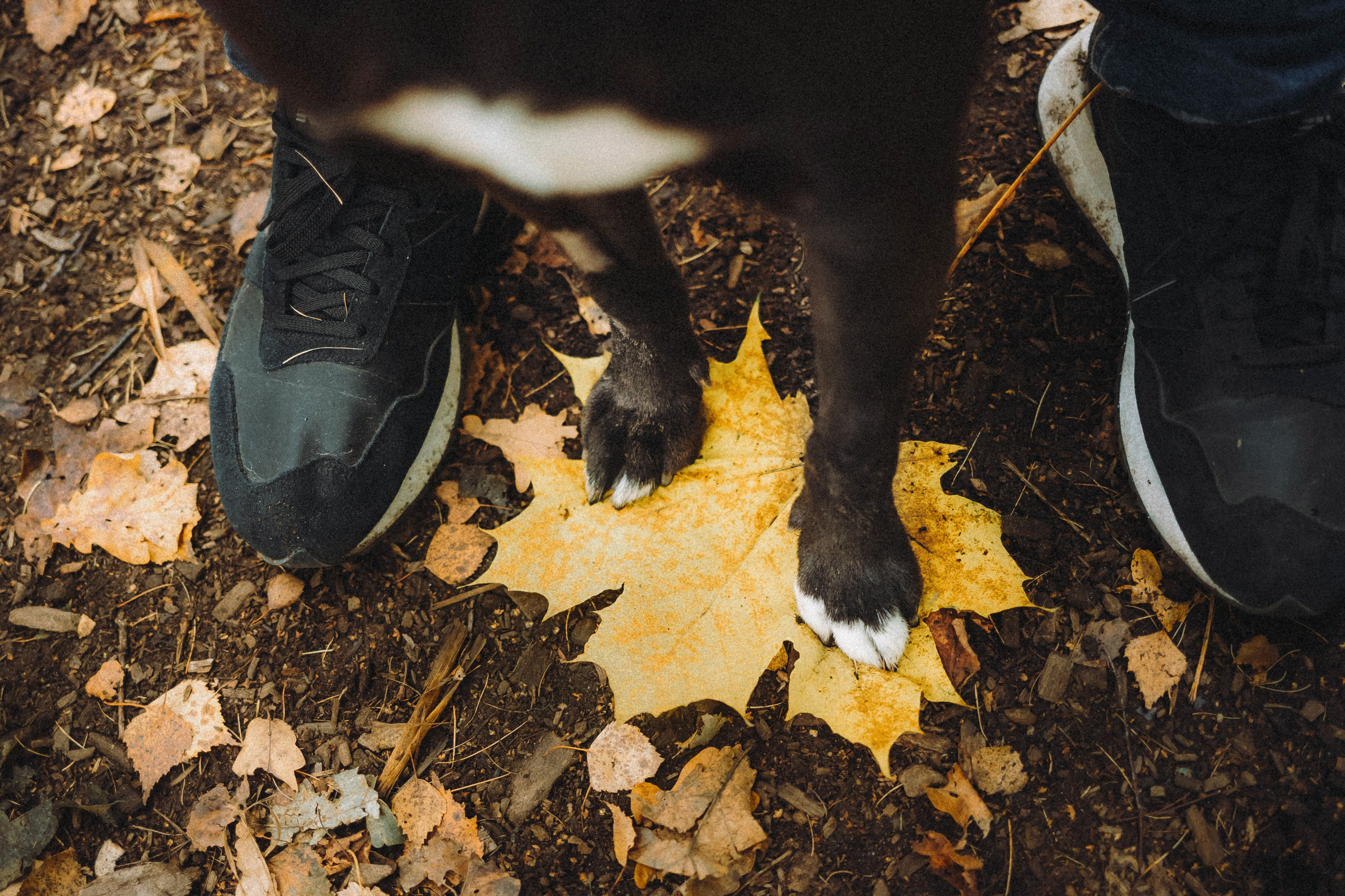 Ксюша, Ваня и Рамона